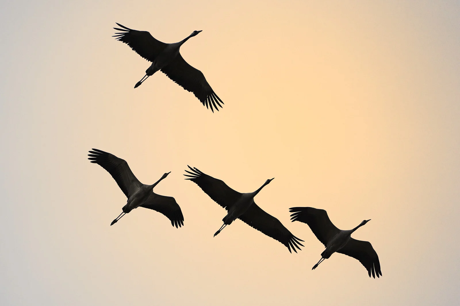 30x40 201210 four cranes n 7343 sh sRGB.jpg