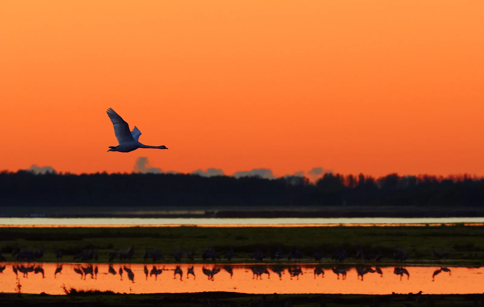 30x40 201110 swan in morning 0648 rz sh SRGB.jpg