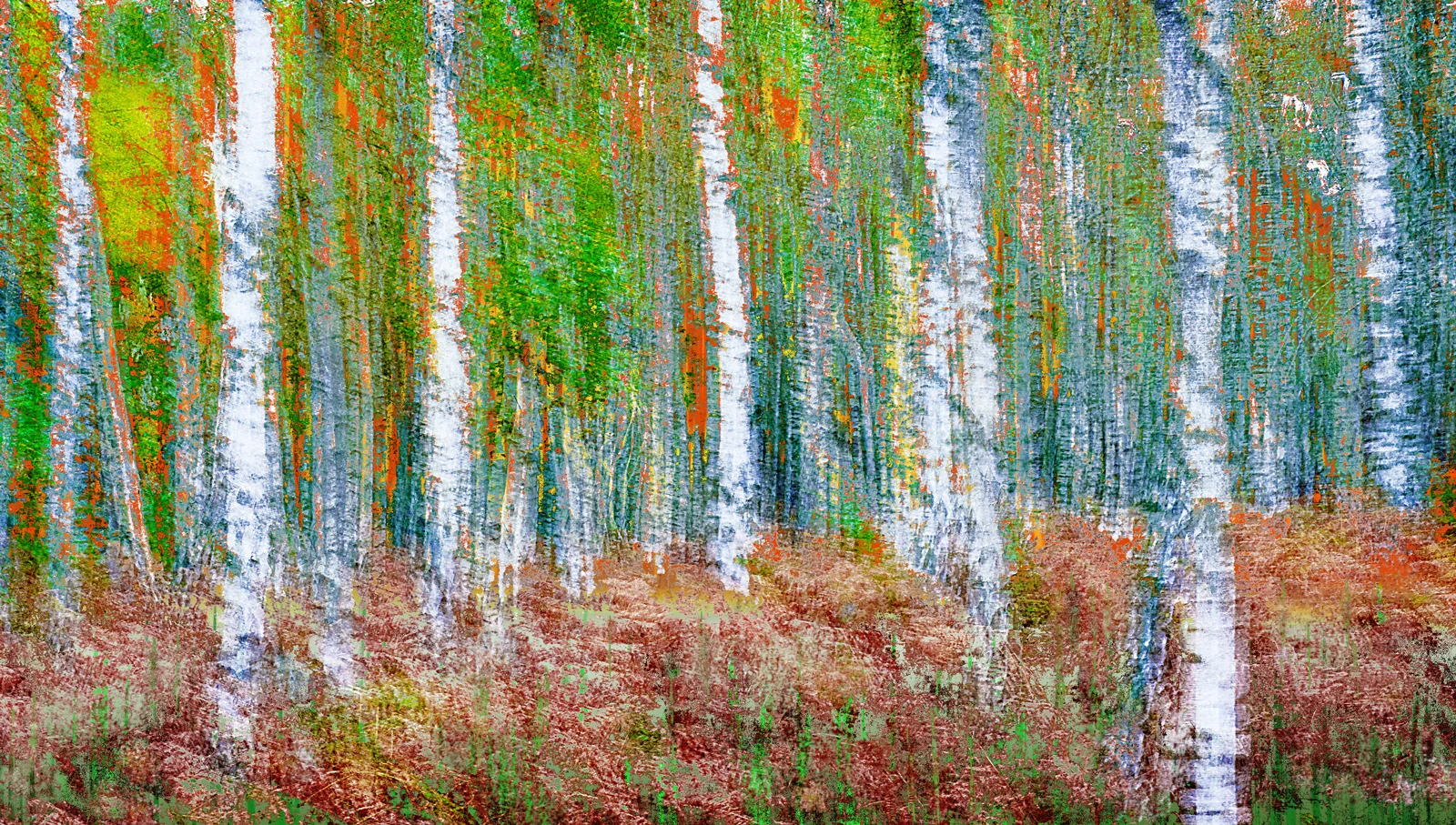 30x40--201110--Birken-color-impression-8738-rz-sh-sRGB.jpg