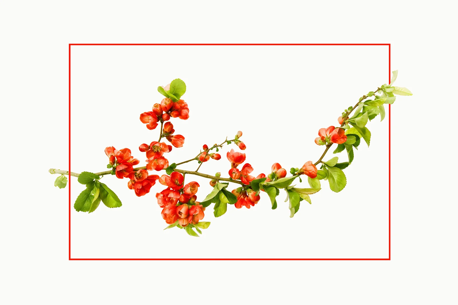 30x40-201004  Traumblueten rot 6111 sh sRGB.jpg
