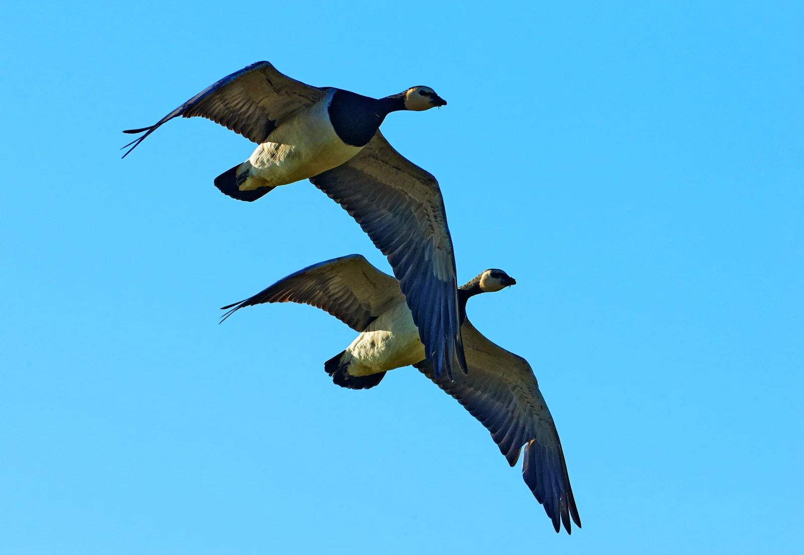 30x40 201302 nun goose pair 1484 sh sRGB.jpg