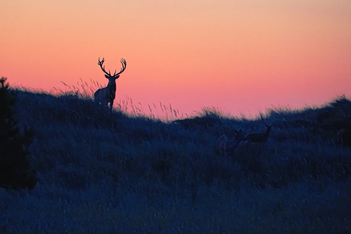 201210  red deer at morning 2284 zingst rz sh sRGB.jpg