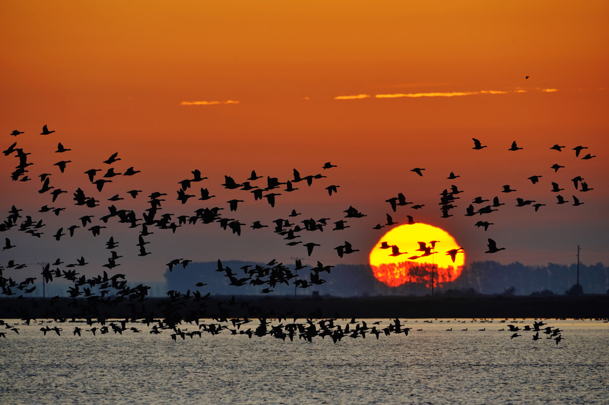 30x40  200910  Gaense in der Sonne 5874 sh sRGB.jpg