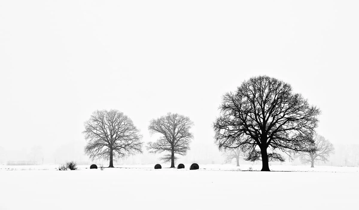 201002  Baeume im Dunst n 0602 M pan sh sRGB.jpg