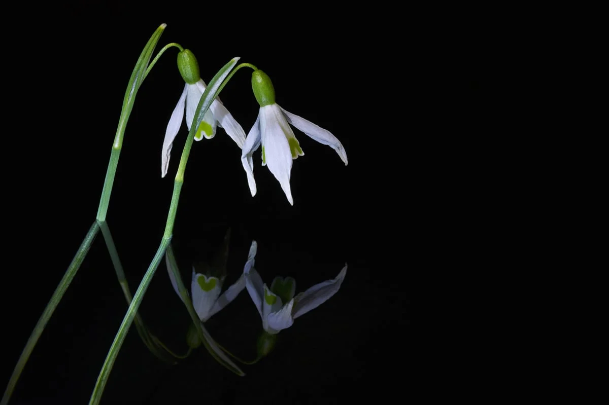 201503  two snowdrops in mirror 6927 sh sRGB.jpg