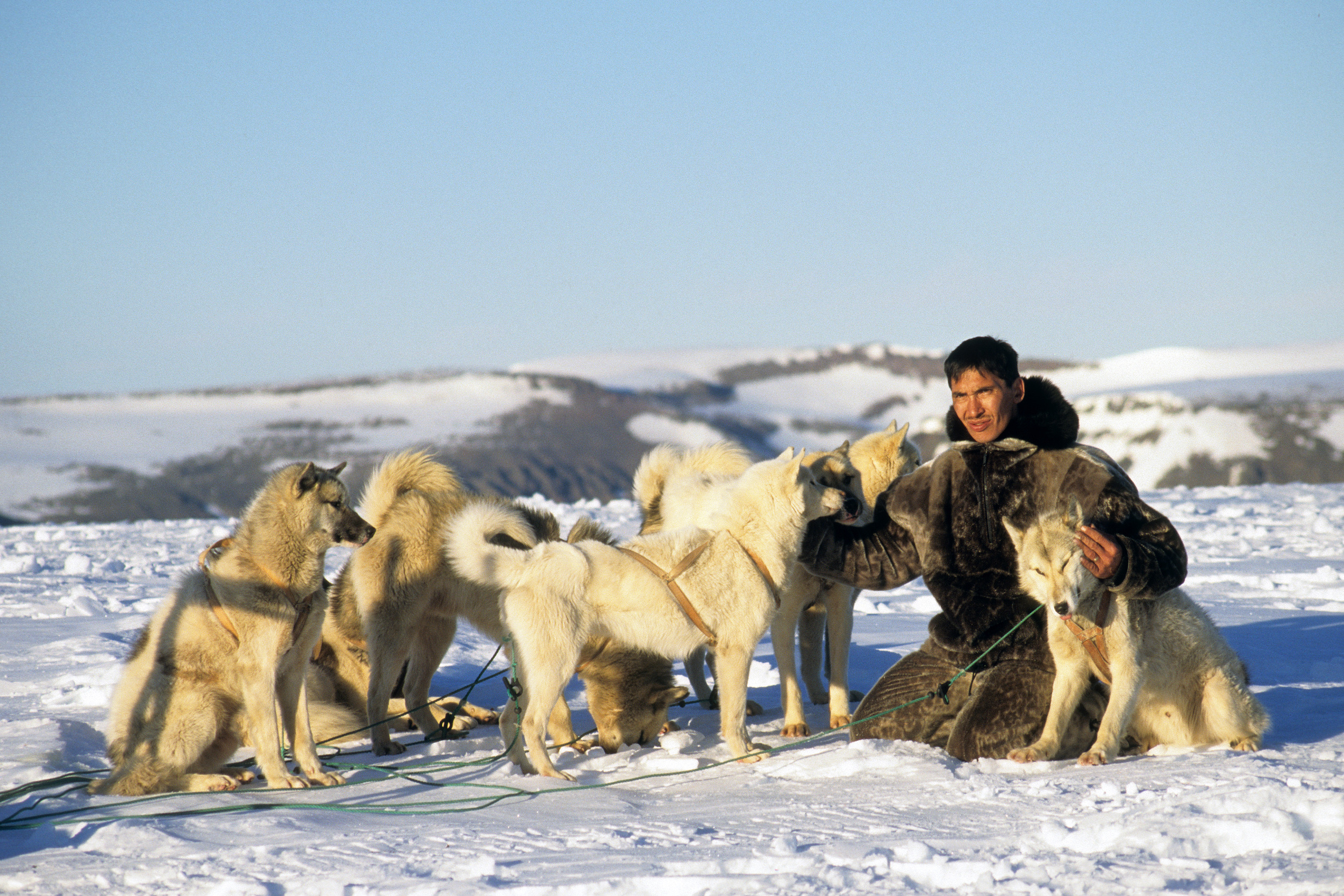 Greenland Dogs.jpg