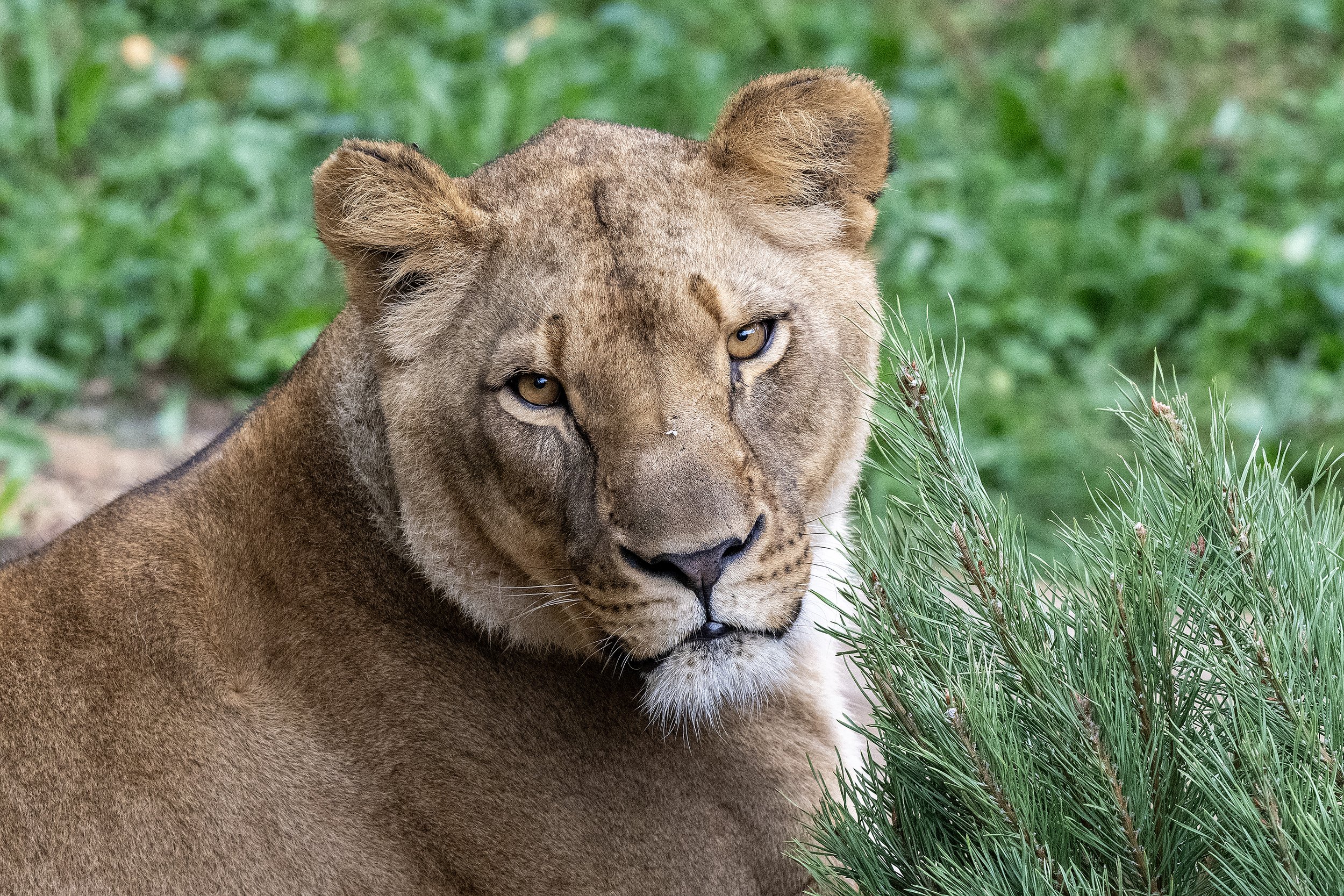 LIONESS_1337.jpg