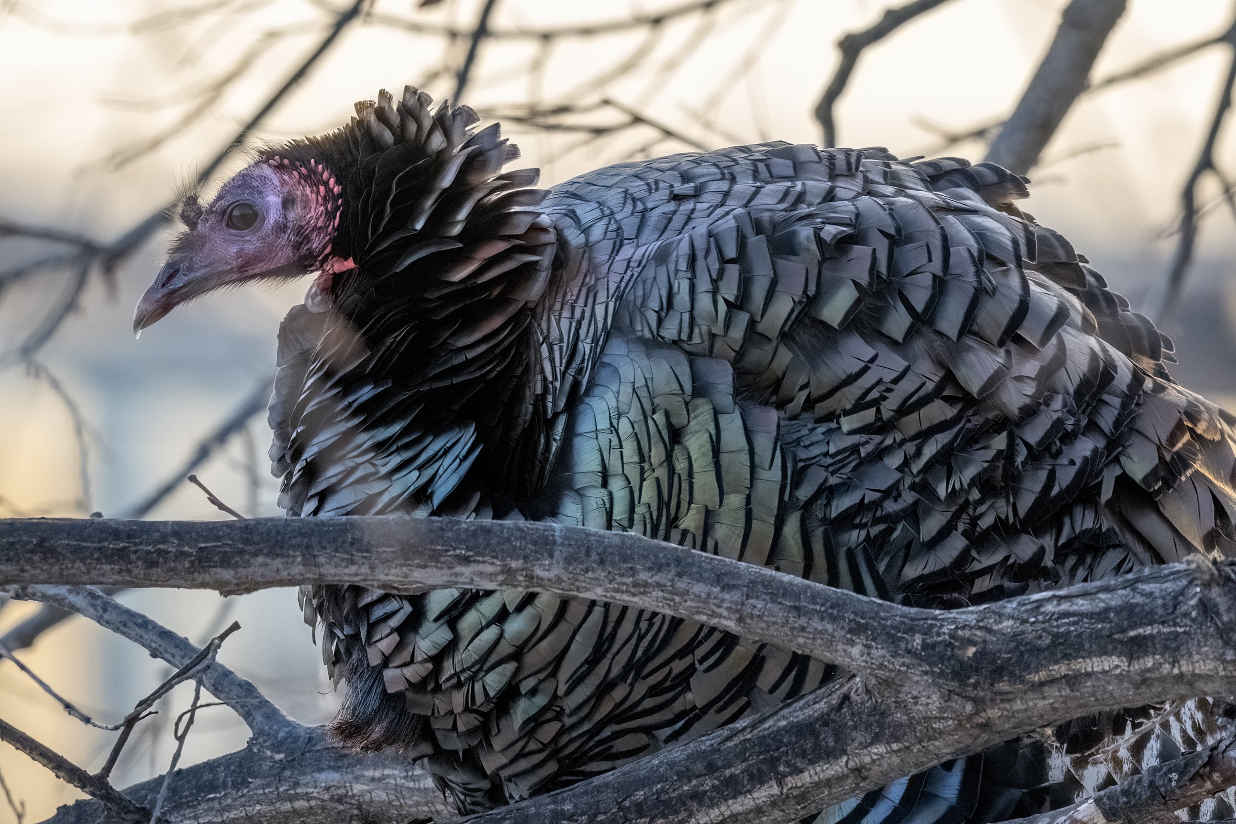 TURKEY_MBZ1119.jpg