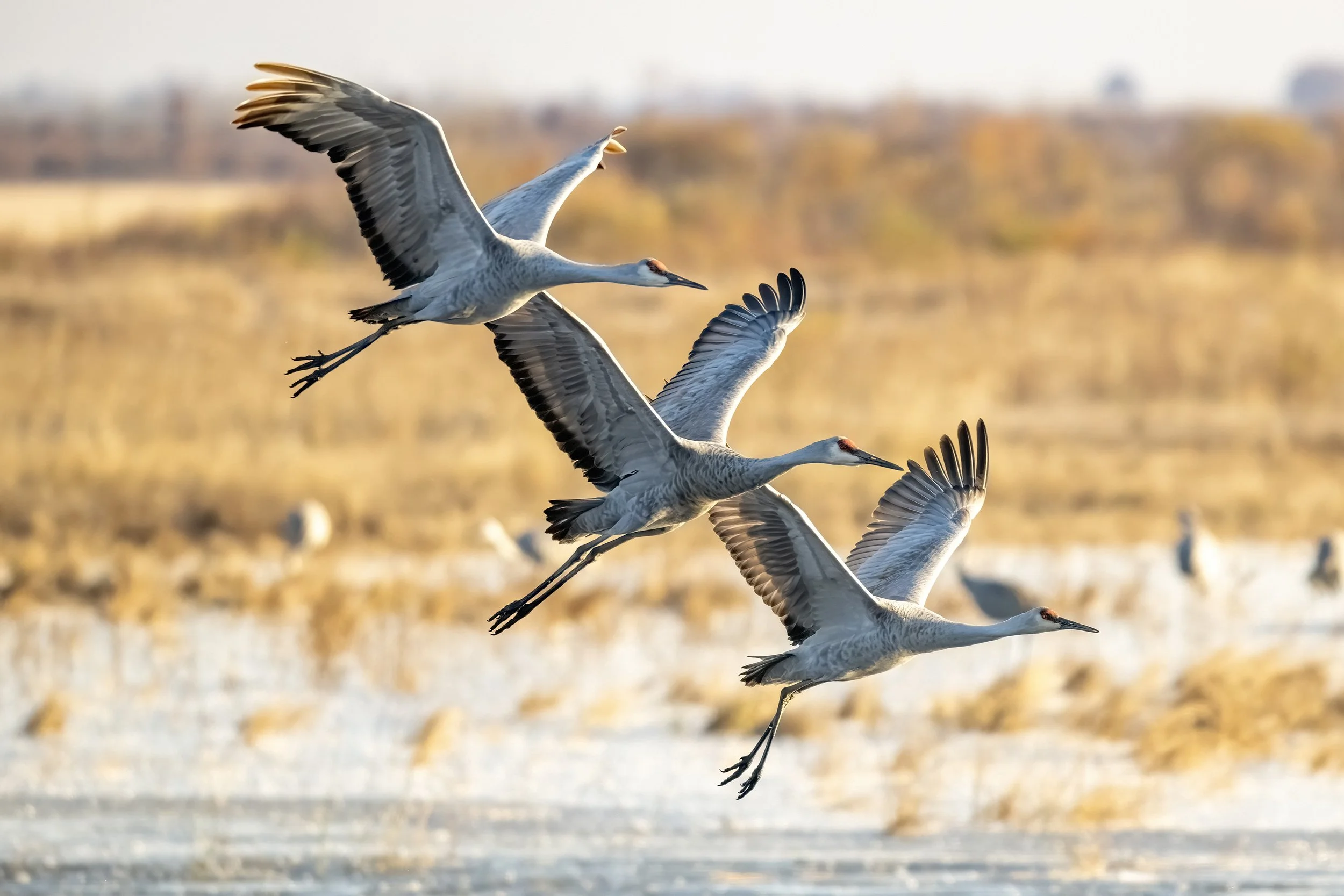 THREE_CRANE_FLYING_4349.JPG