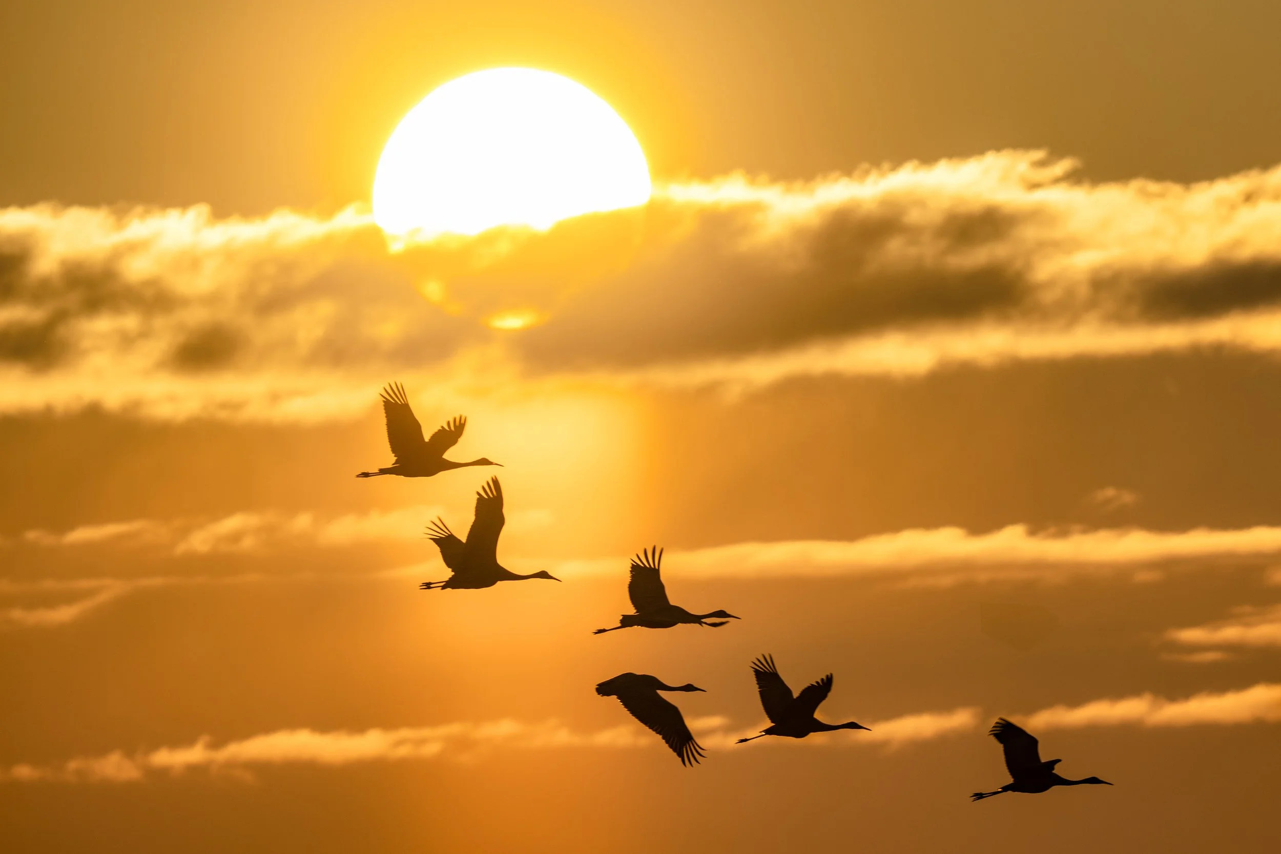 SANDHILL_AT_SUNRISE_0488.jpg