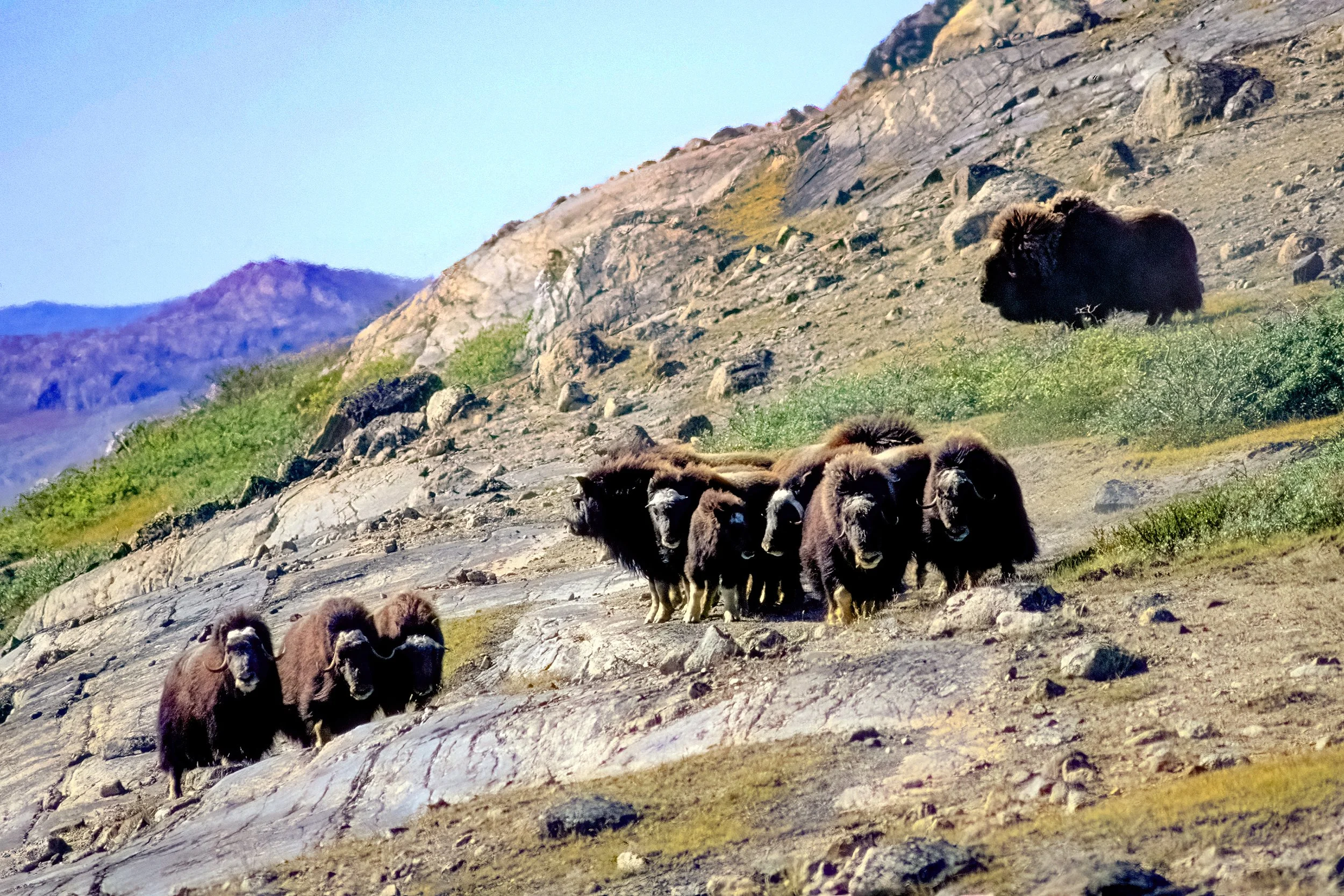 MUSK OX GREENLAND.jpg