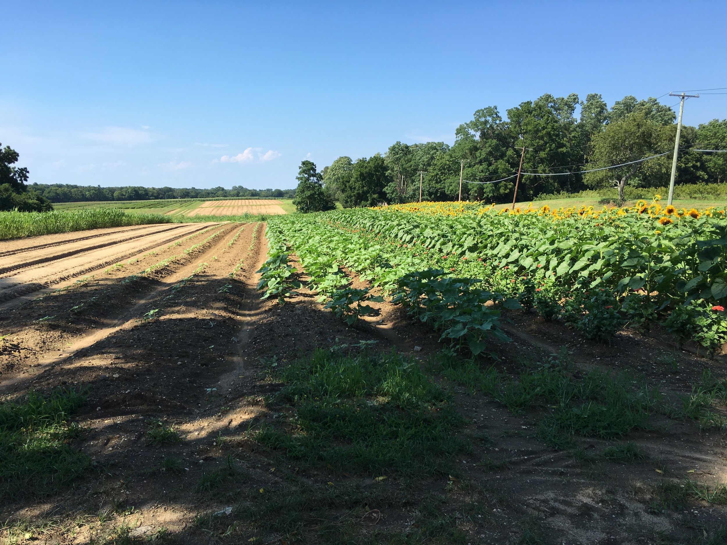 Farm Fields Summer 2016