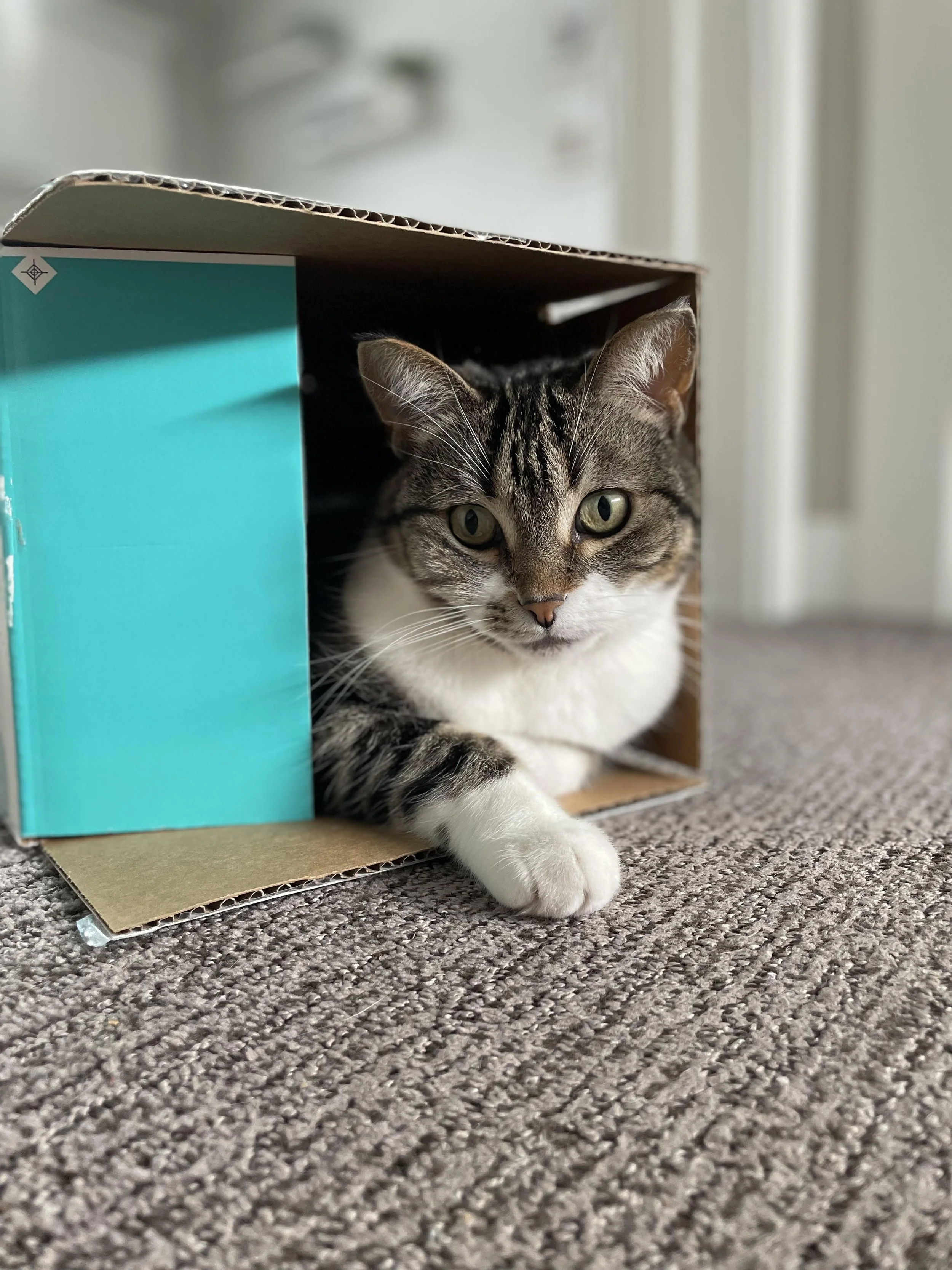 Jamus' Throw Pillows