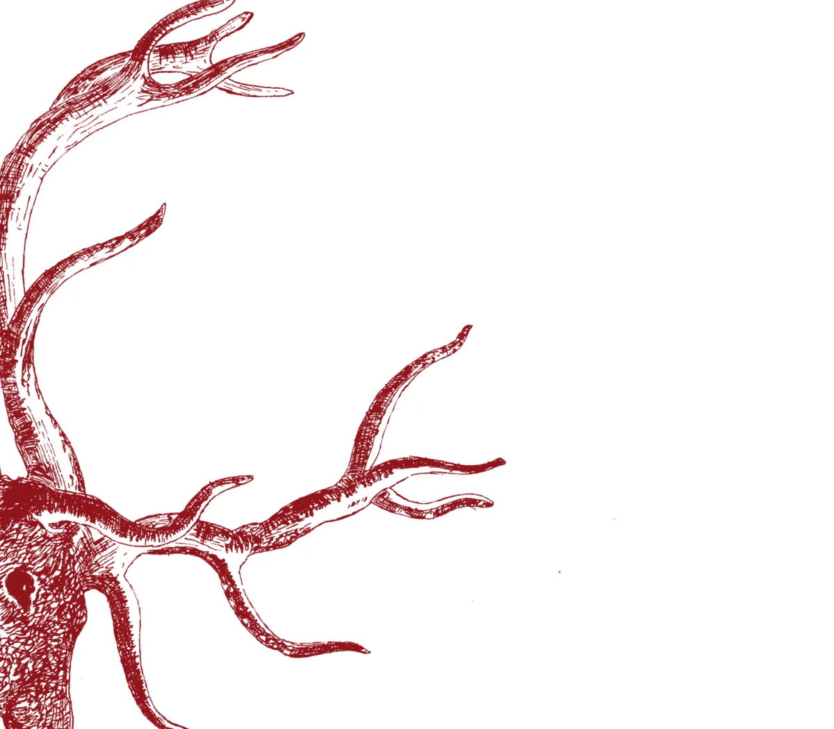 antlers