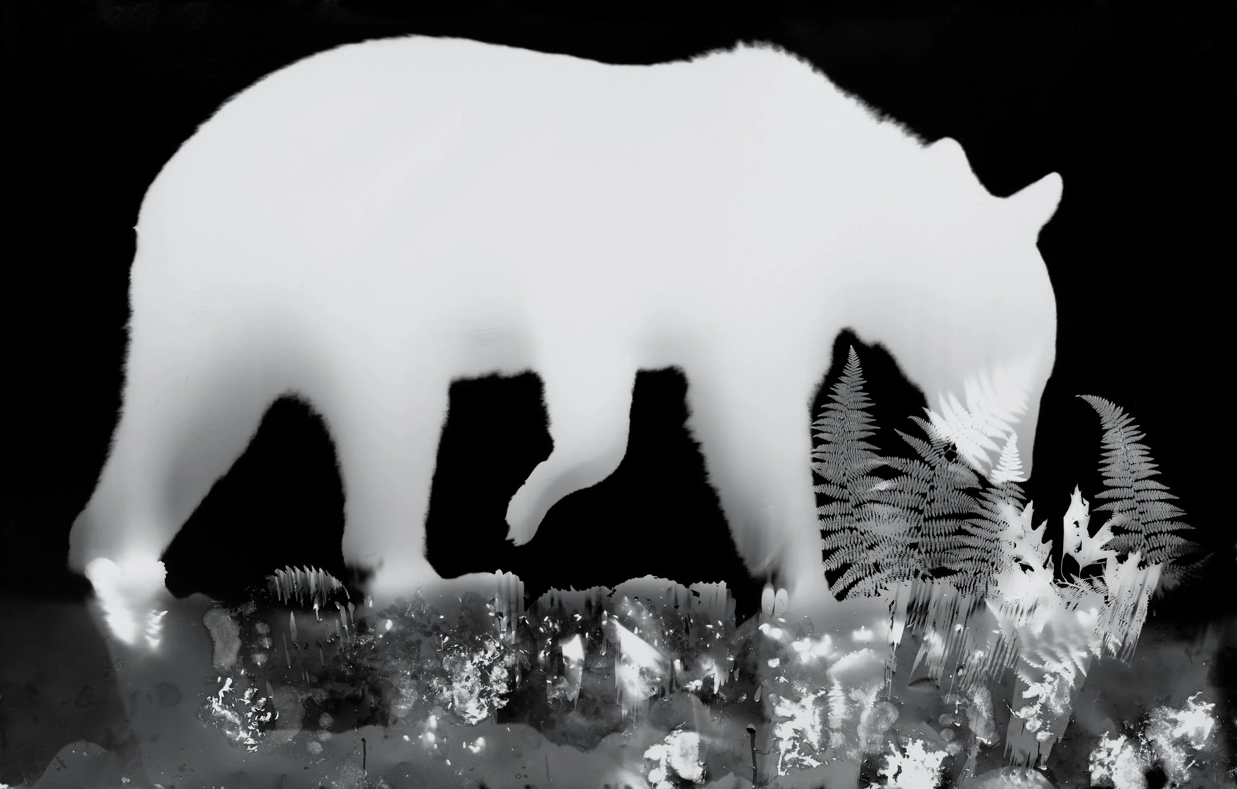 BEAROGRAM #3 55.5 x 84.5.jpg
