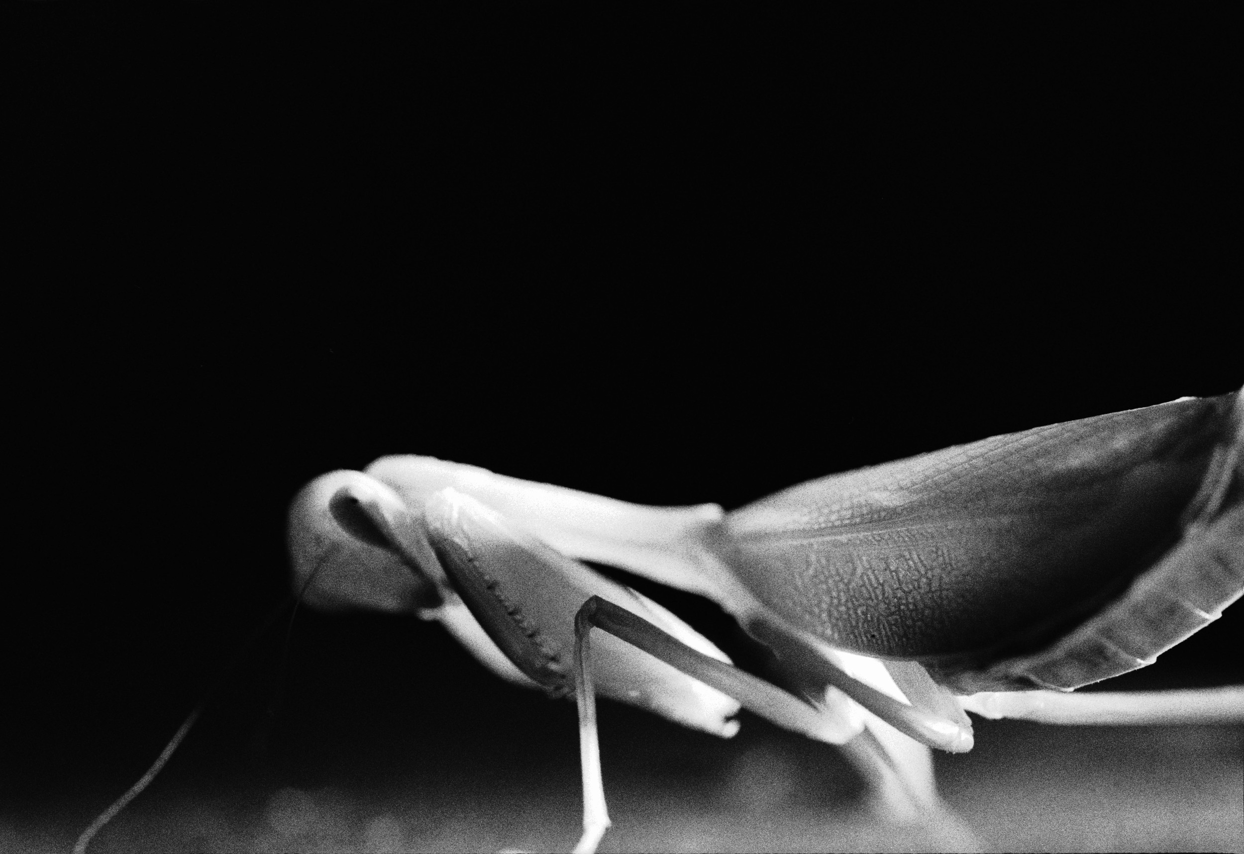 mantis spirit crouch.jpg