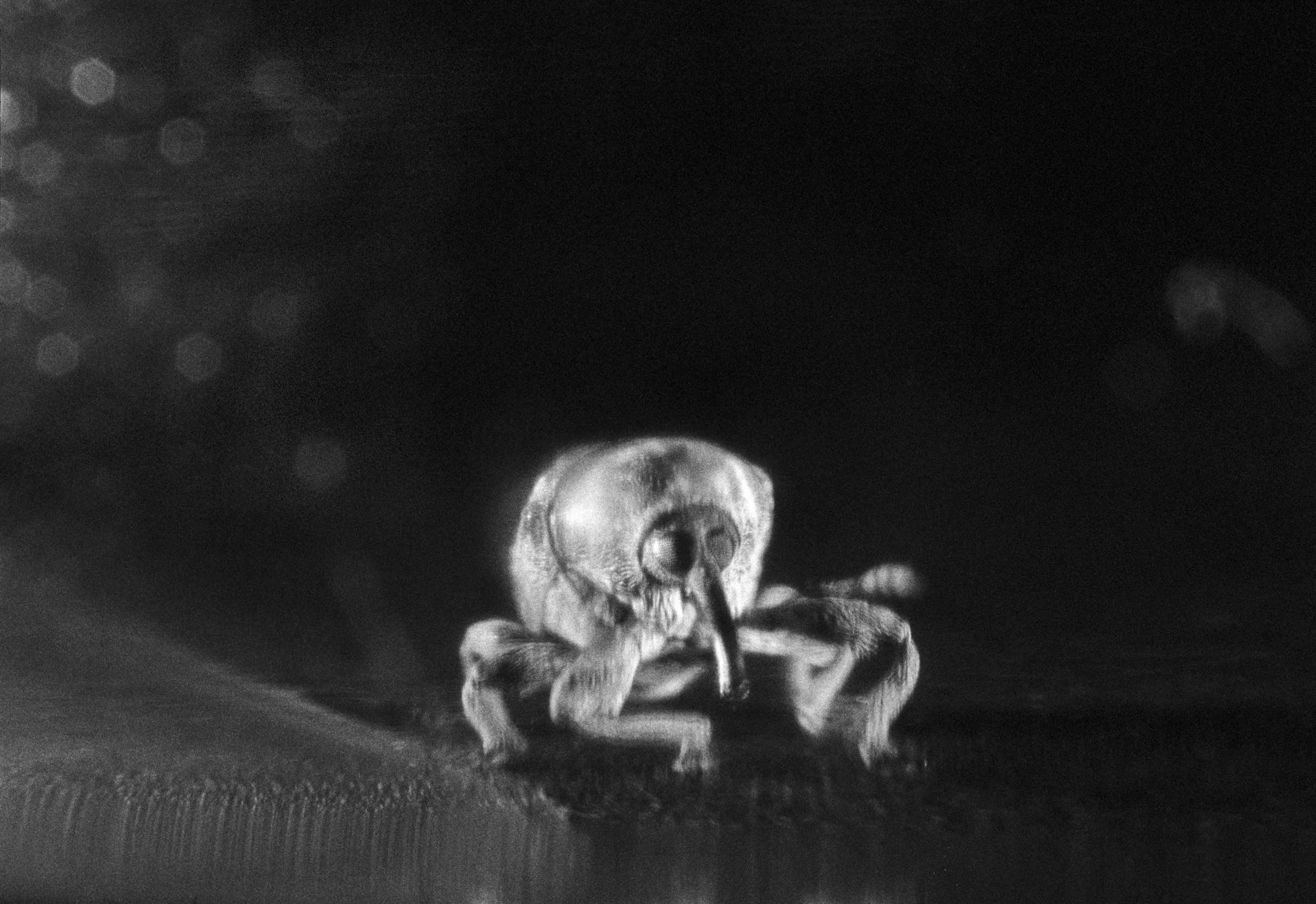 5. weevilpopeye.jpg