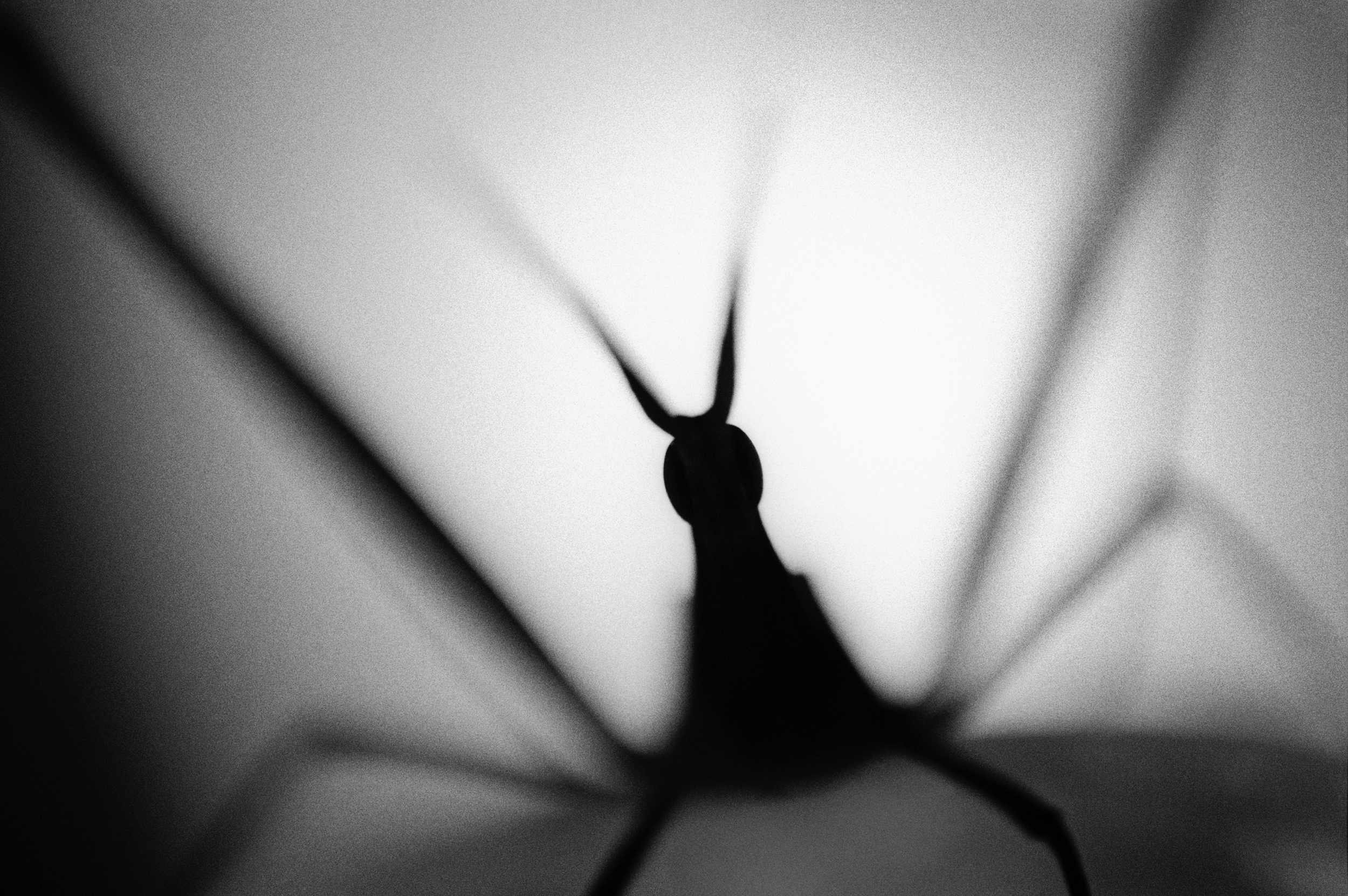 2. elegantgrasshopper.jpg