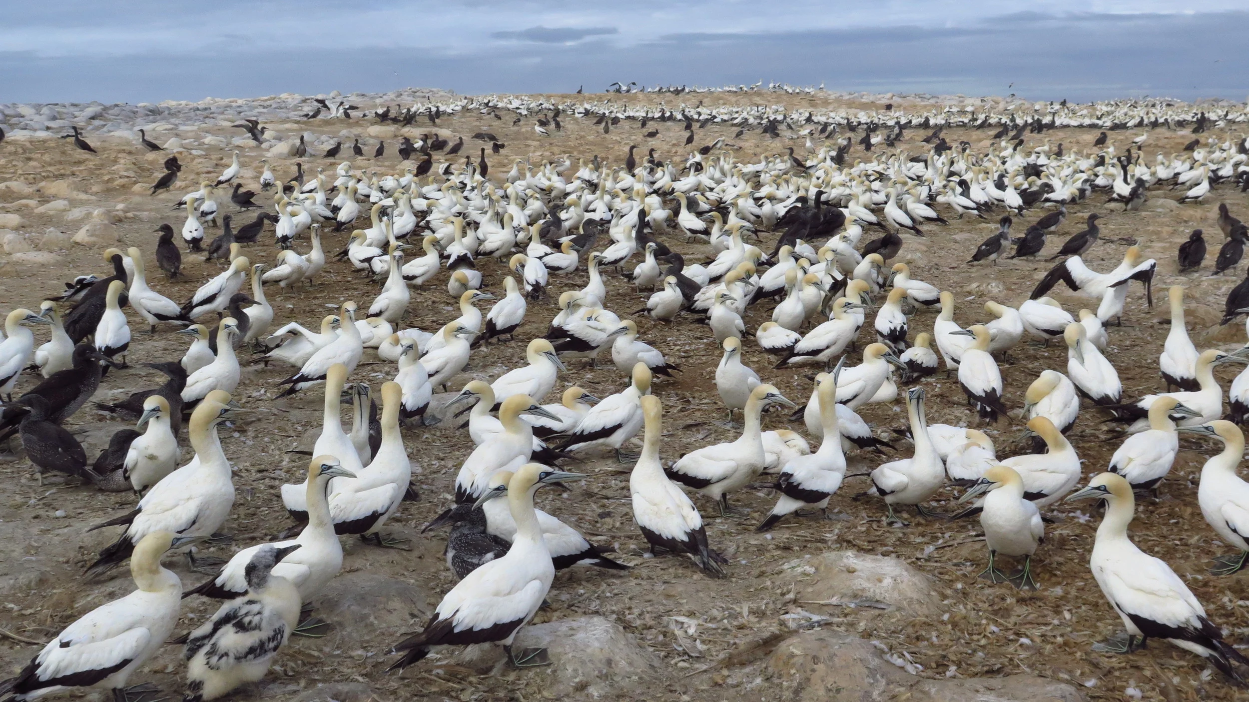 cape gannets, Malgas Island, South Africa