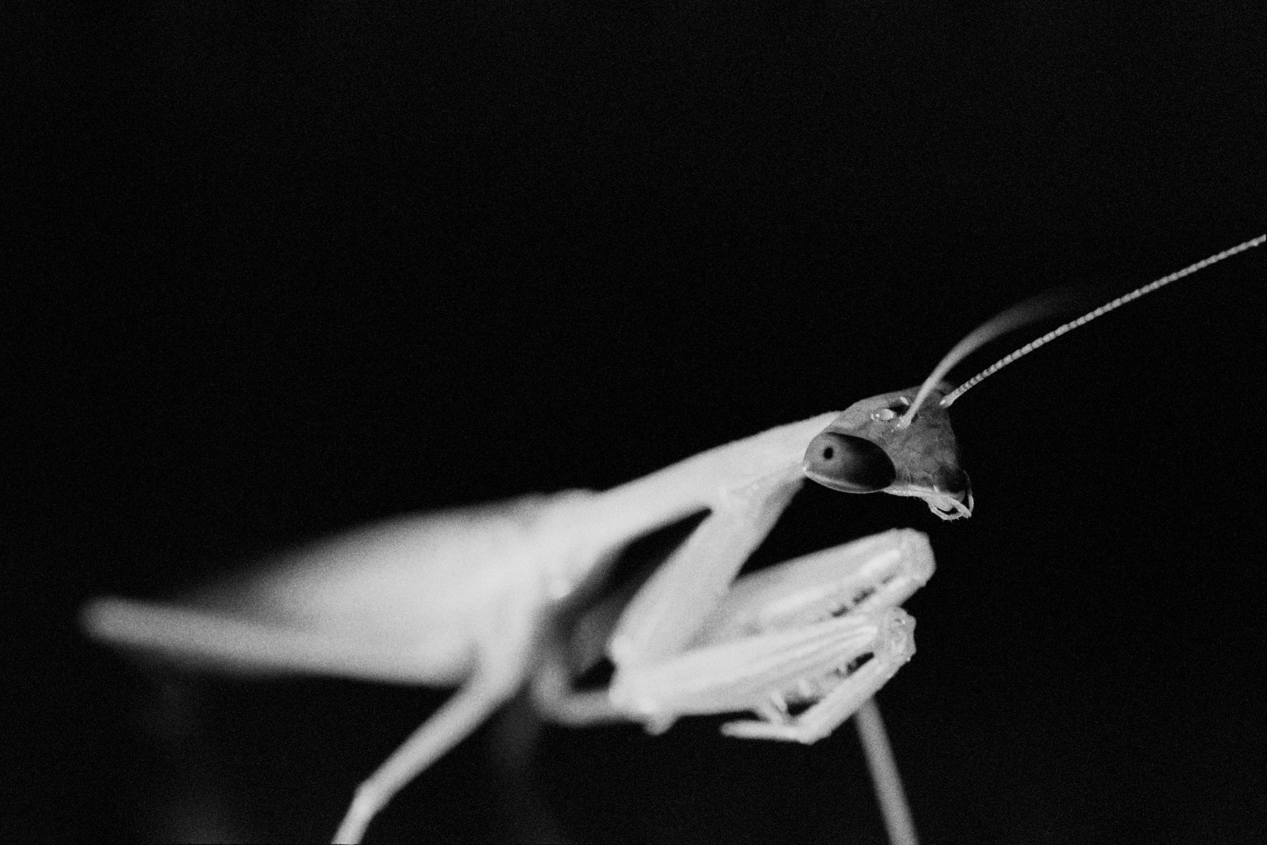 mantis whitesharp.jpg