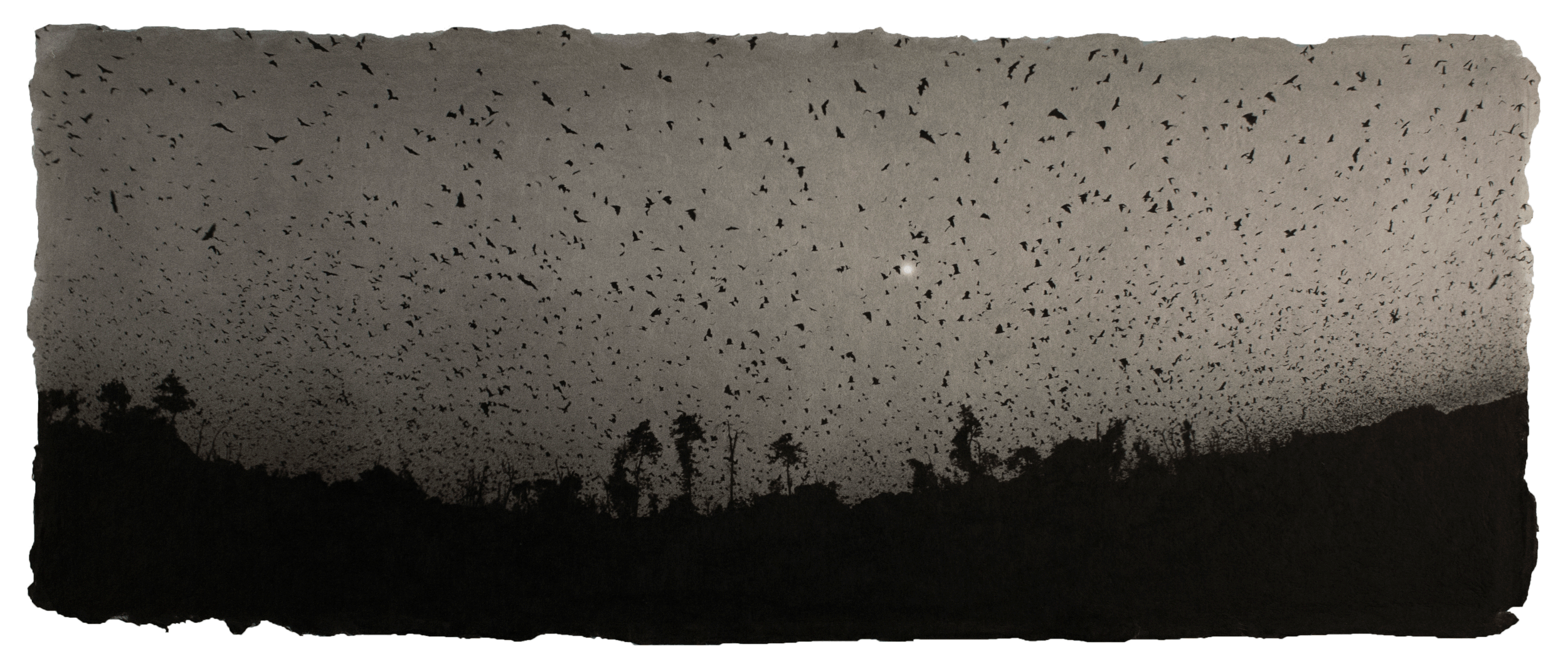  Straw-colored fruit bat migration, Zambia 