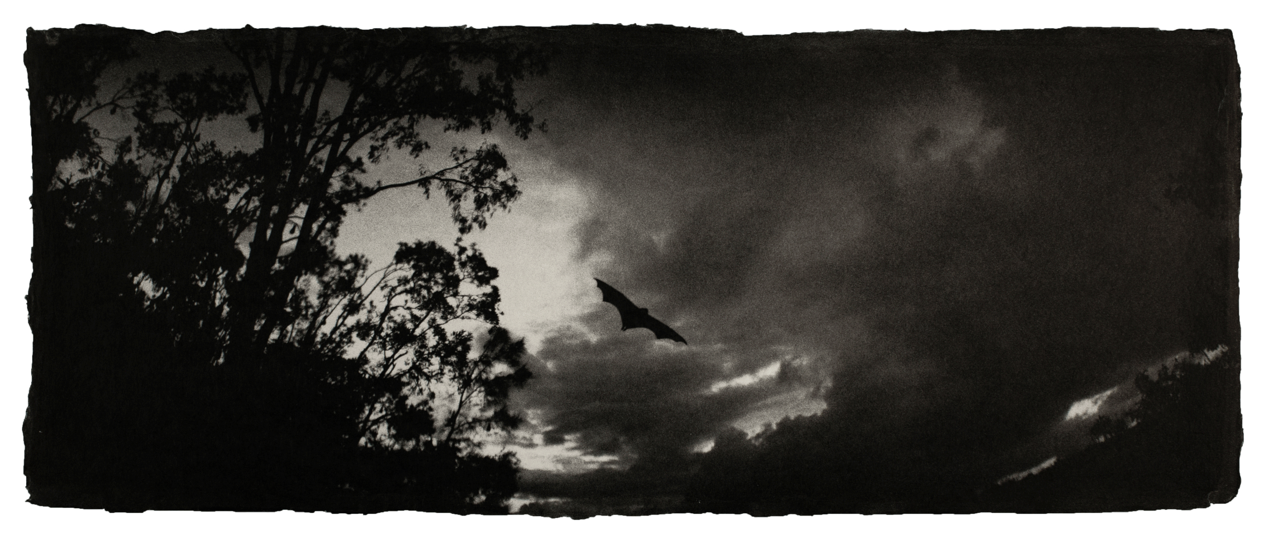  Flying fox, Australia 