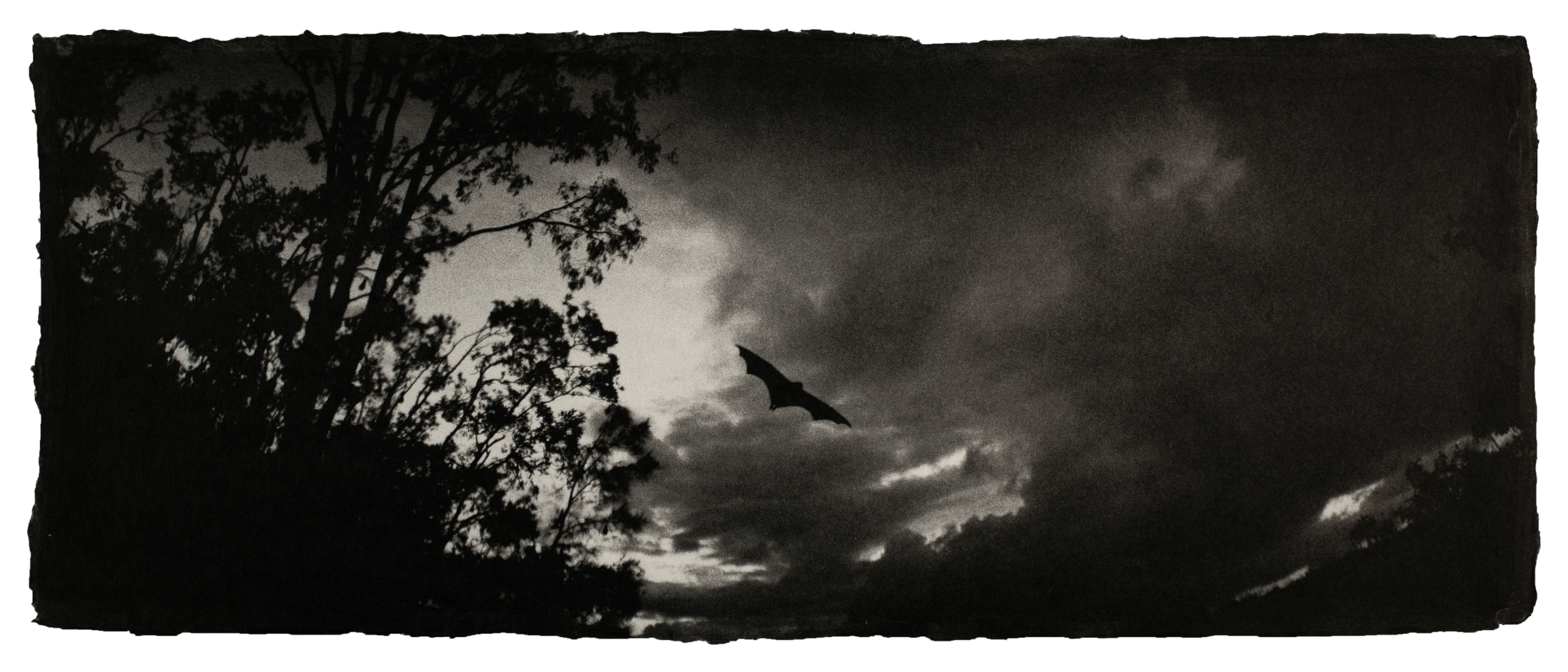 Flying fox, Australia