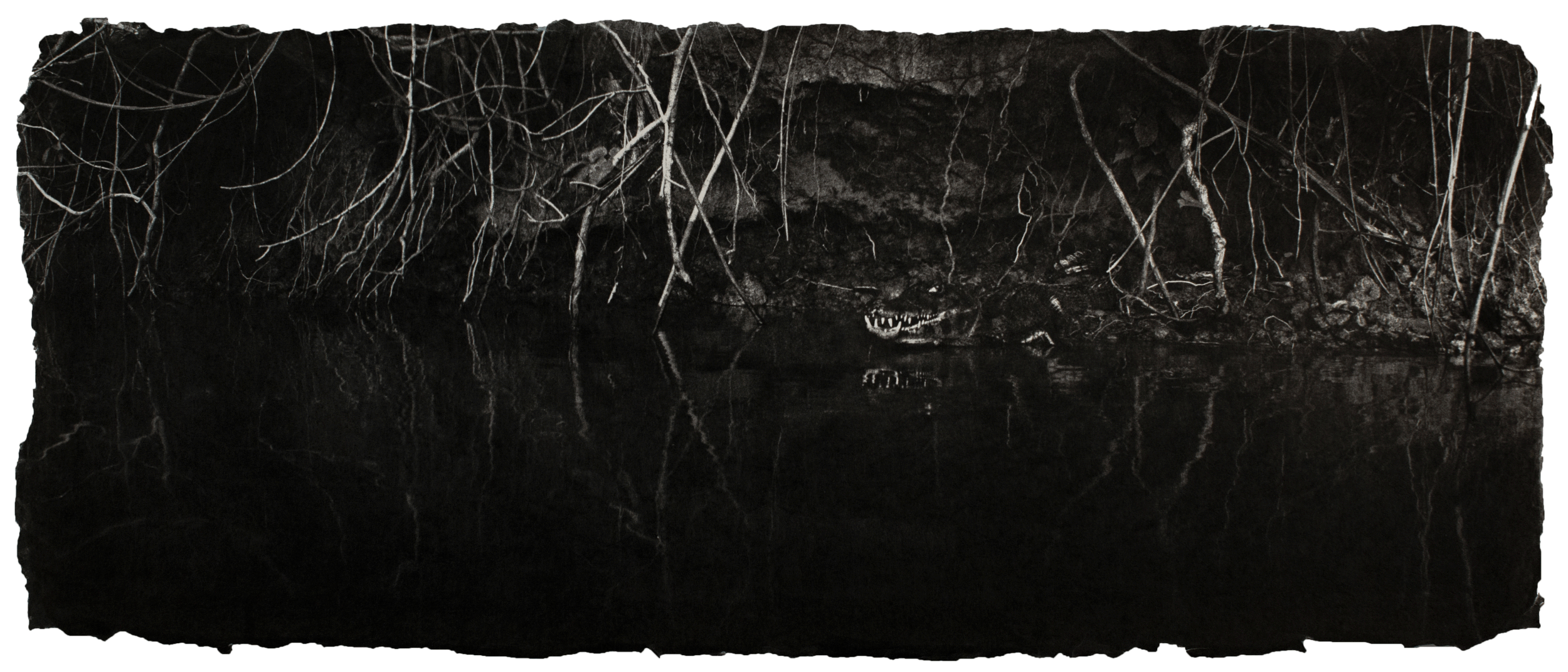  Black caiman, Brazil 