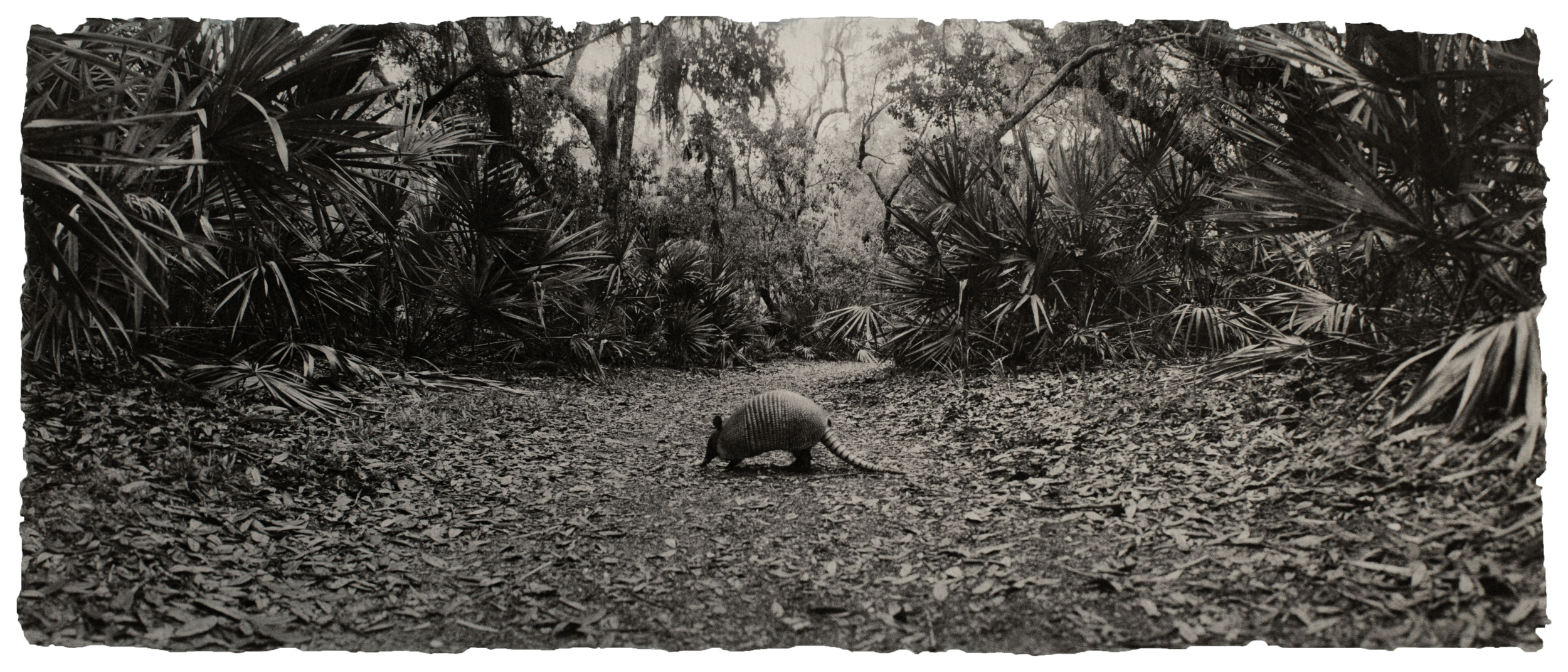  Nine-banded armadillo 