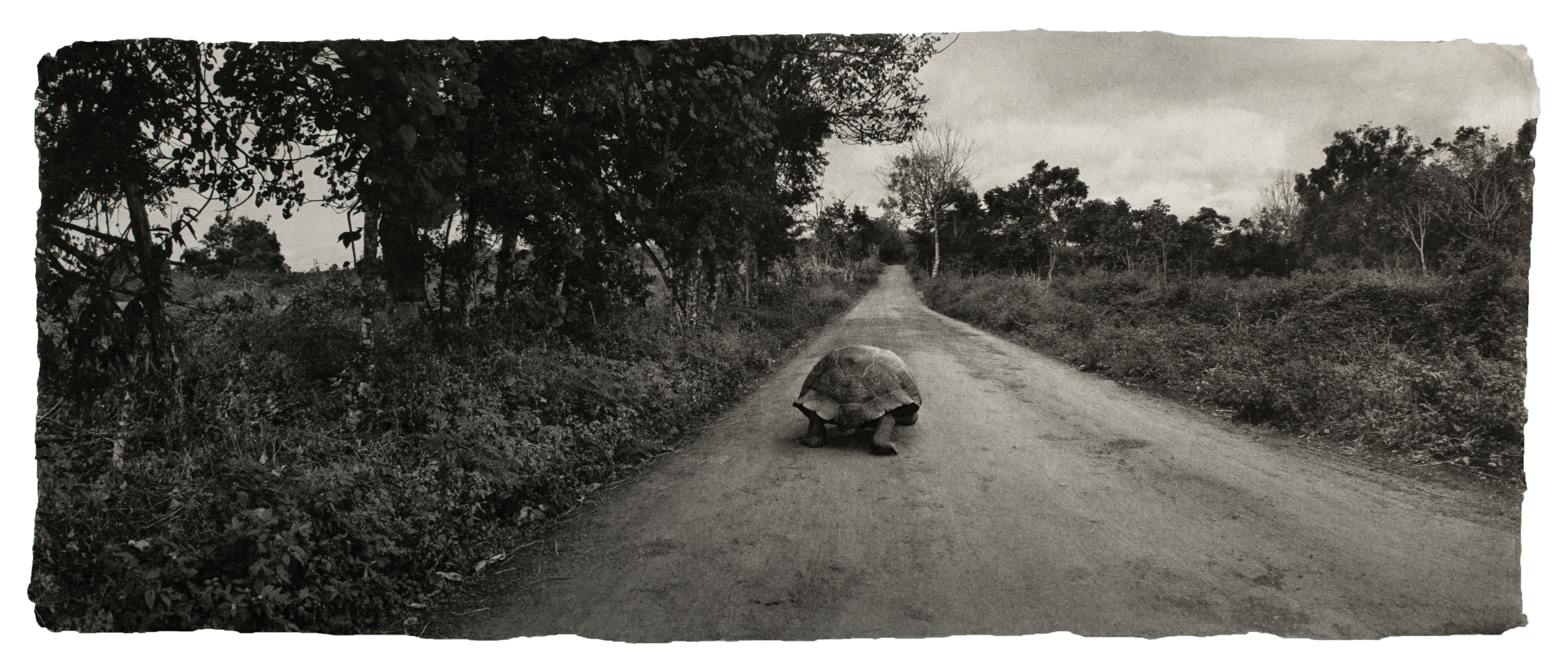 Galapagos tortoise, Galapagos Islands