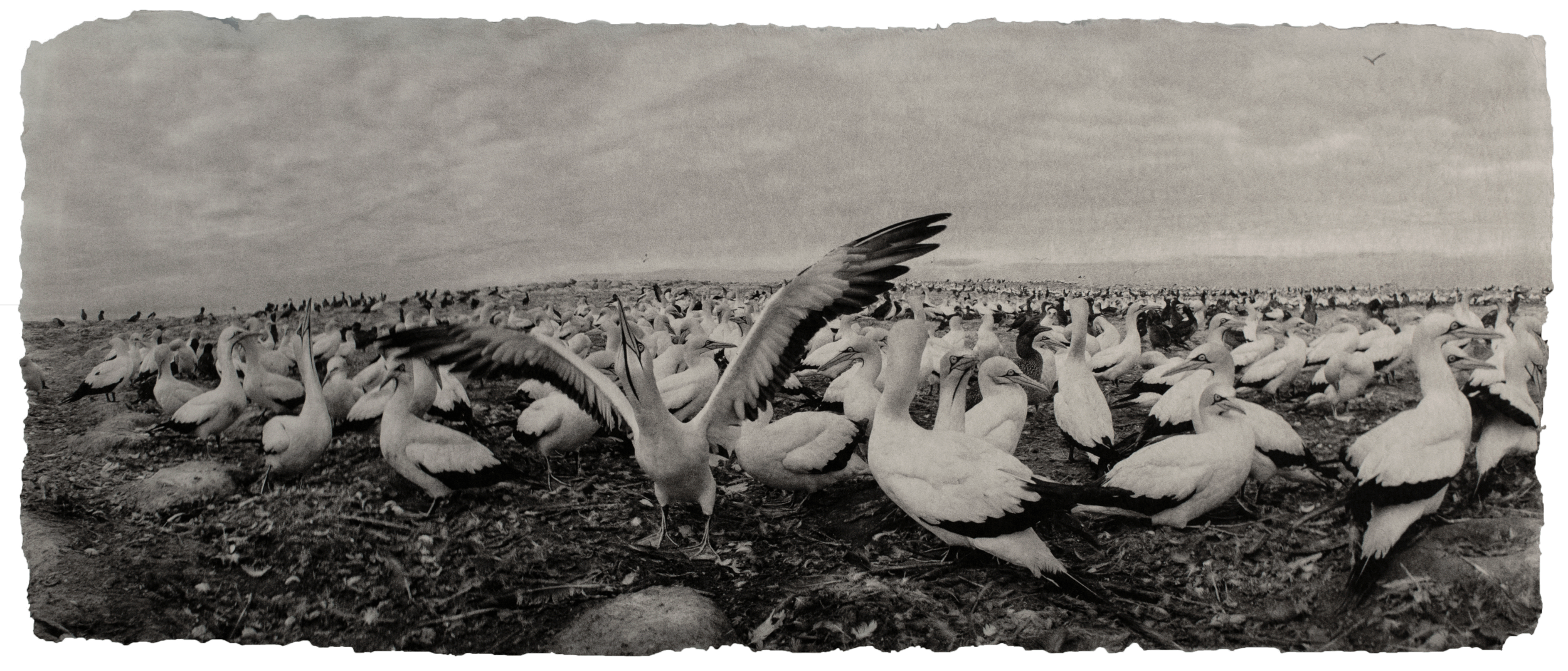 Gannets, South Africa