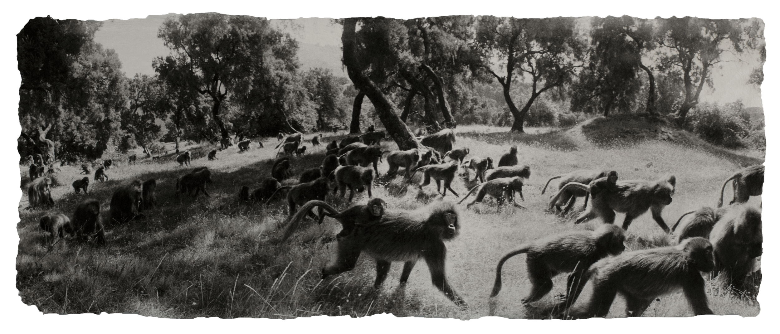 Geladas, Ethiopia