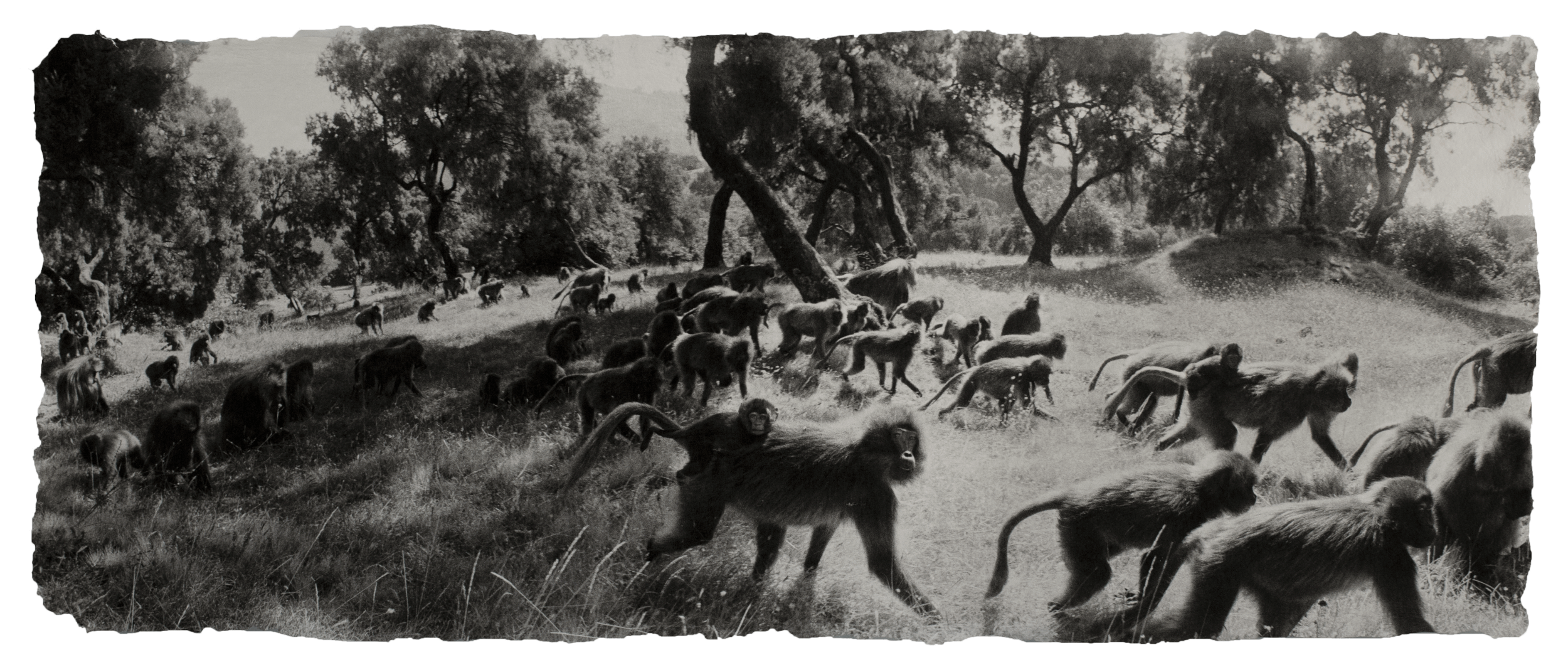  Geladas, Ethiopia 