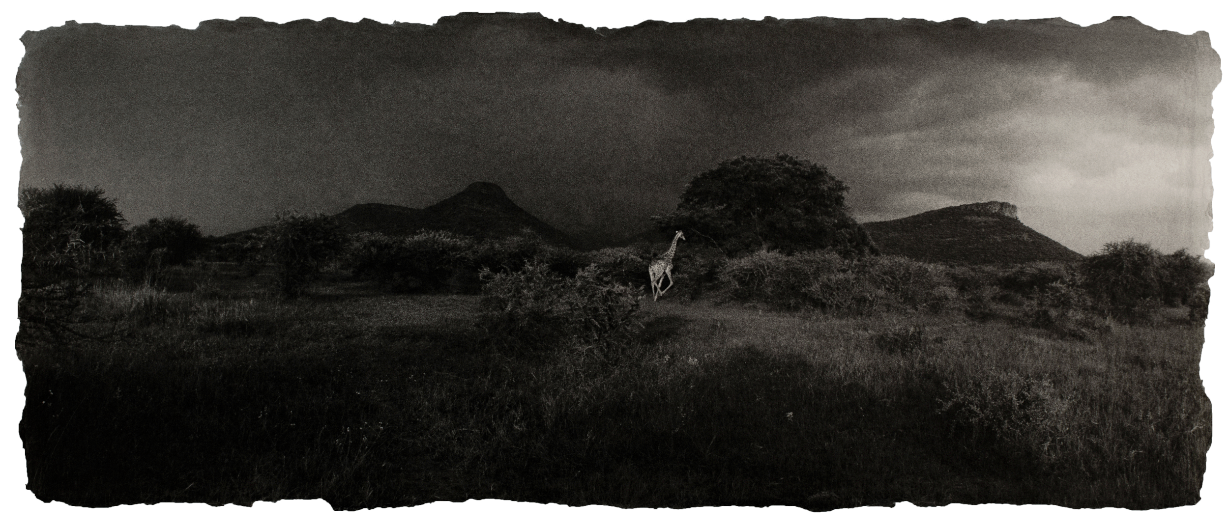Giraffe, South Africa