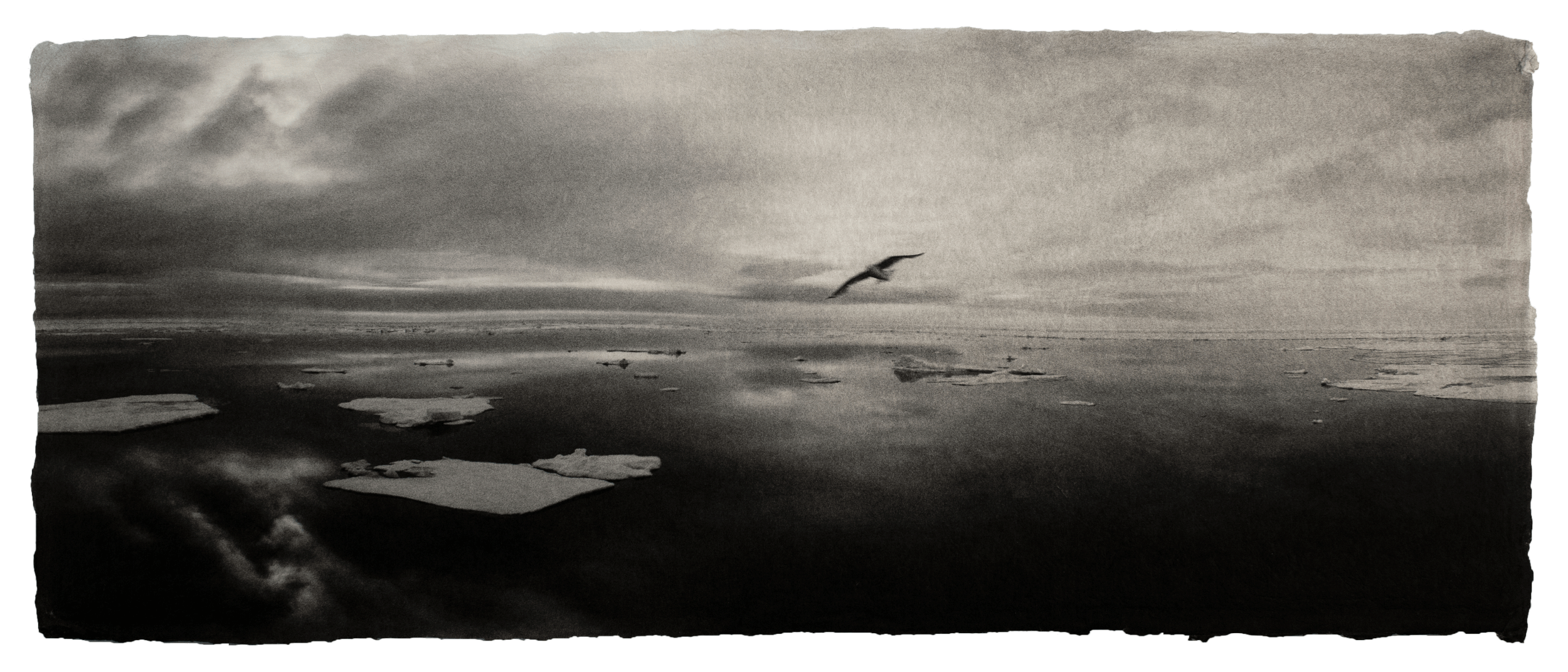 Glaucous gull, The Arctic