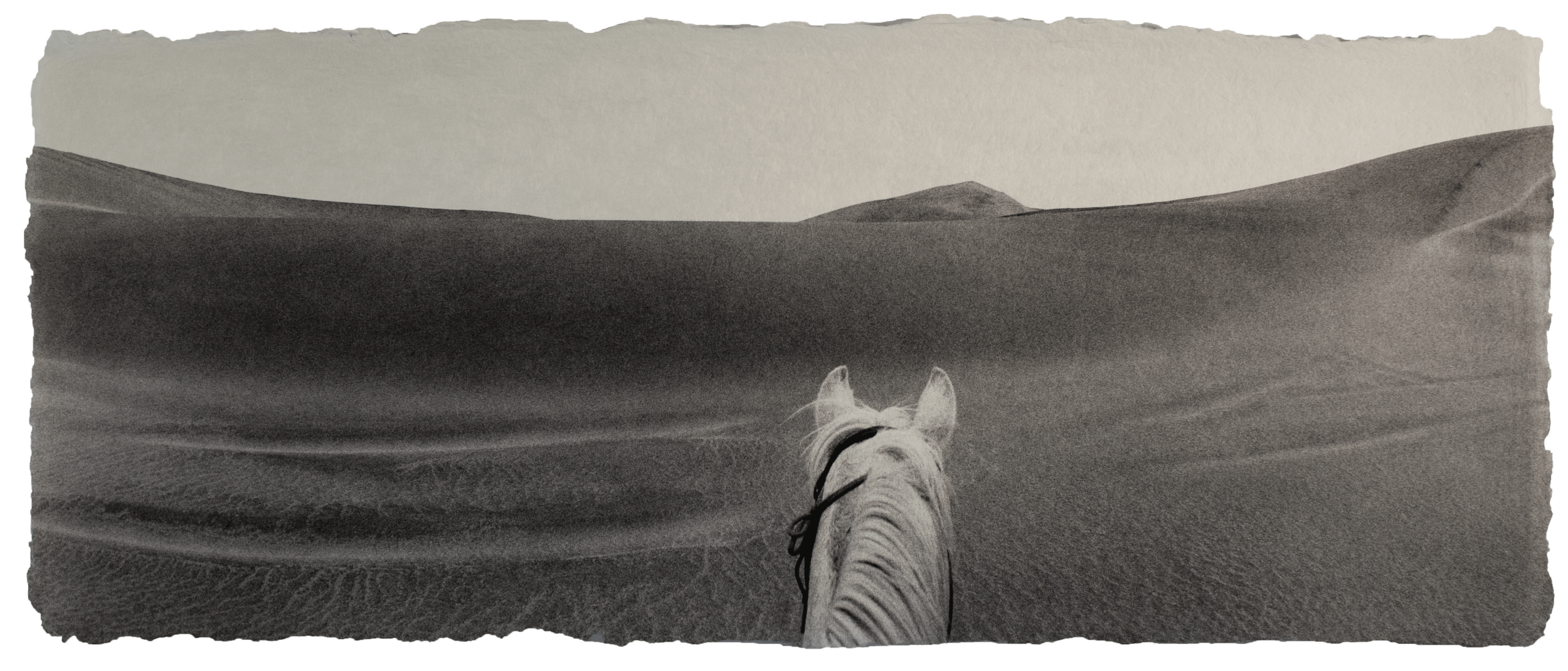 Arabian horse, Namibia