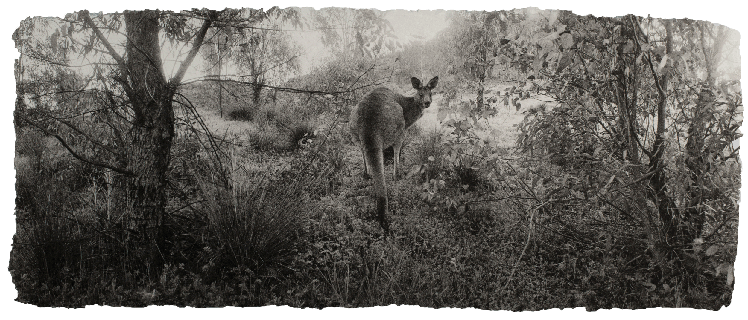  Eastern grey kangaroo 