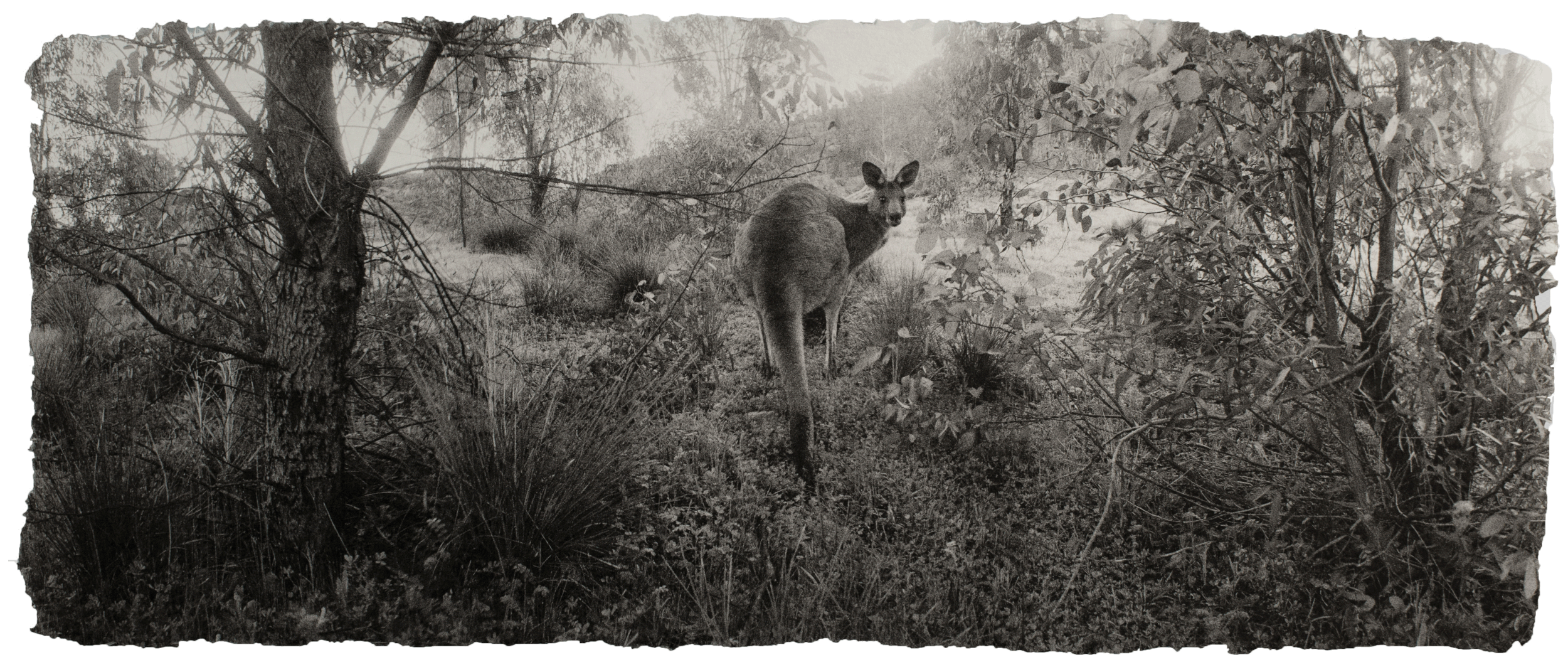 Eastern grey kangaroo