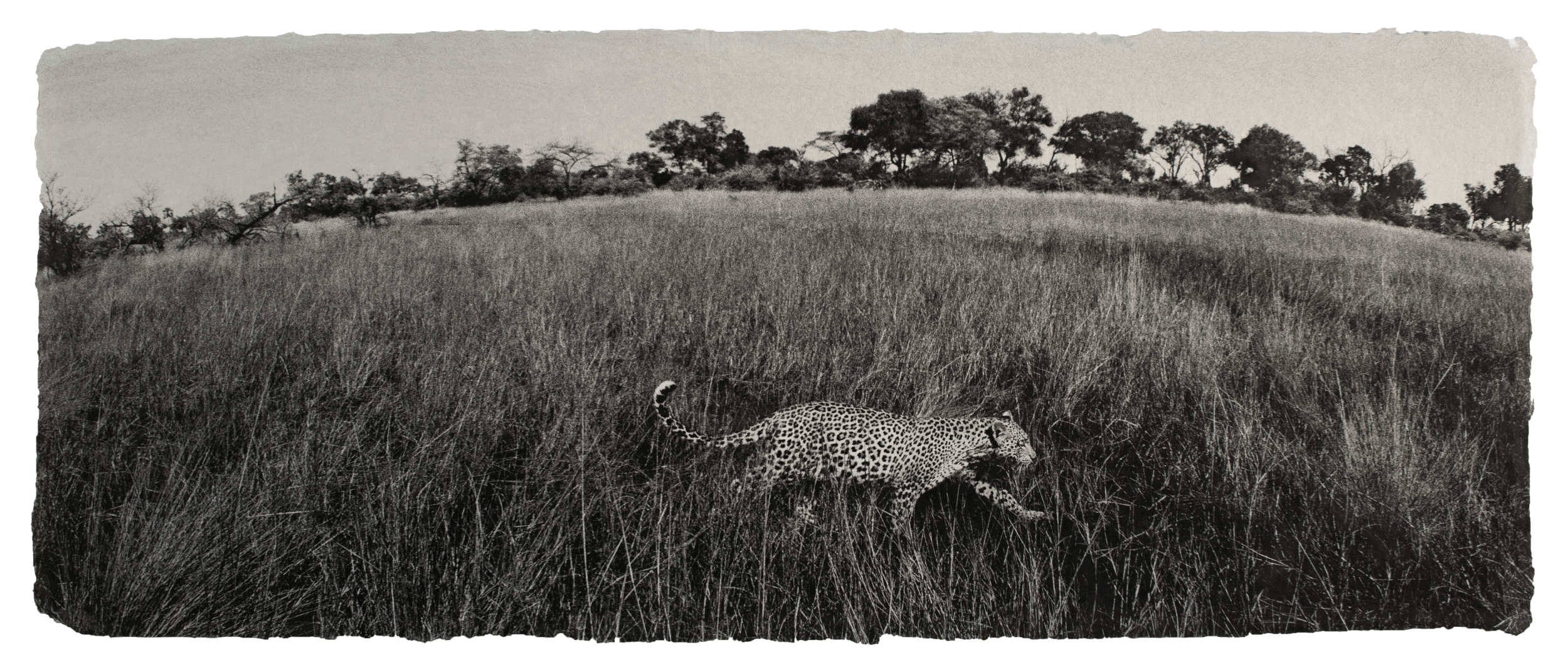 Leopard, Botswana