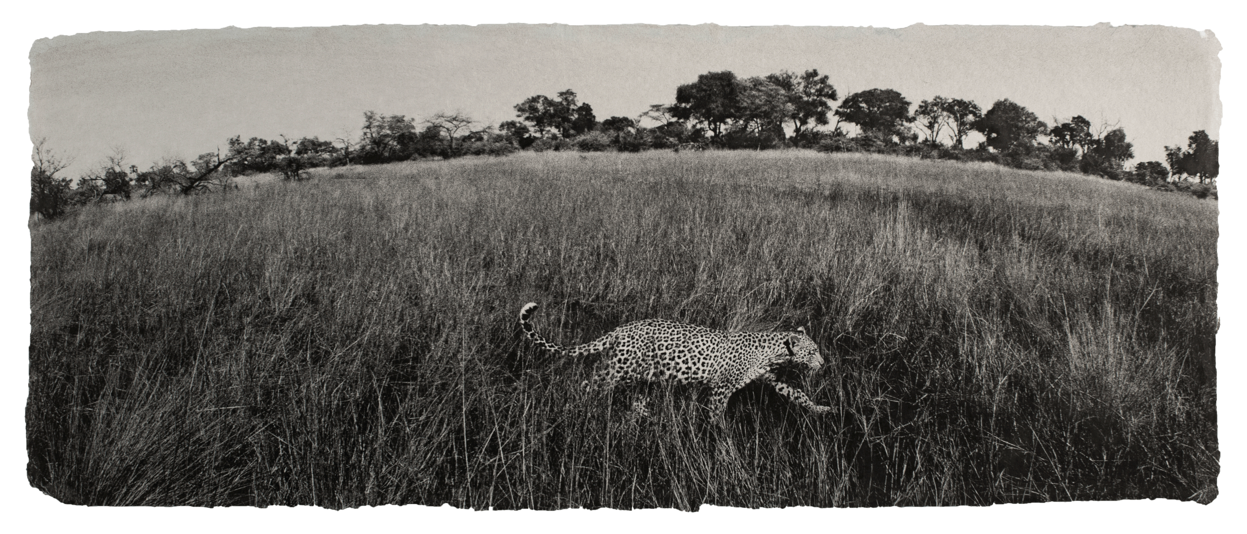  Leopard, Botswana 