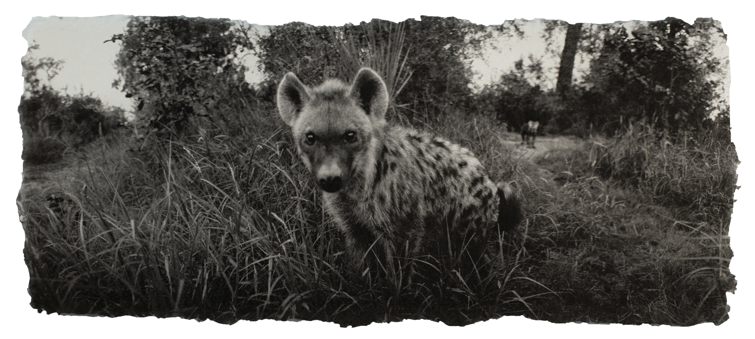  Spotted hyena, Botswana 