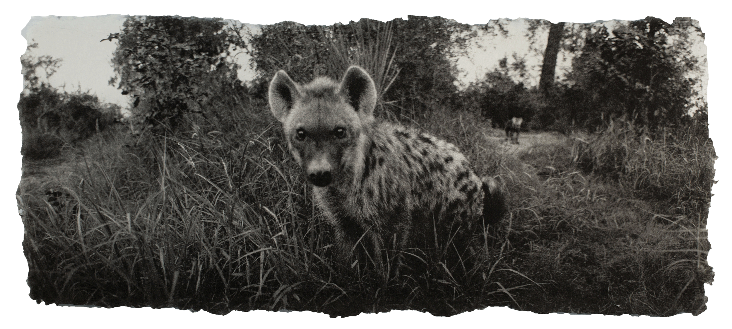 Spotted hyena, Botswana