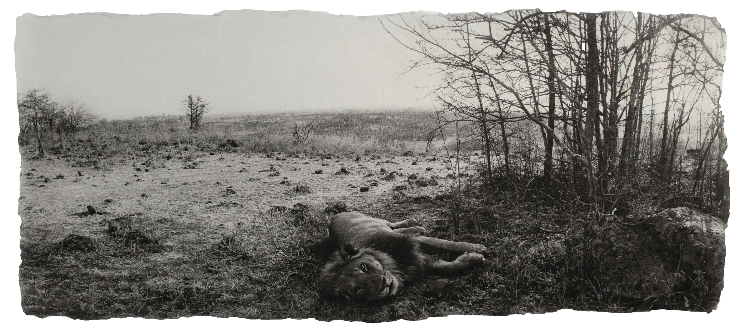 Lion, Zambia