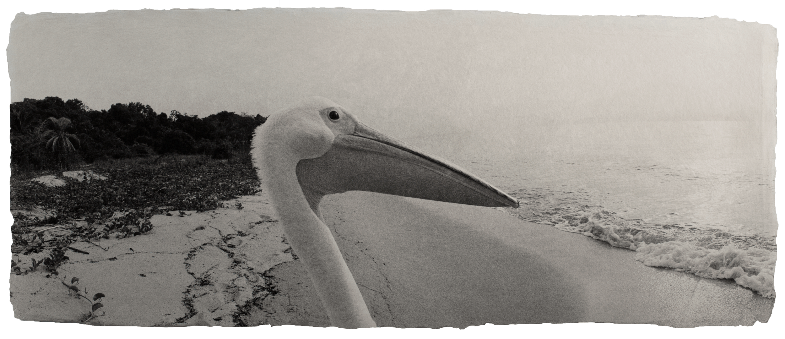 pelican-bigbird.gif
