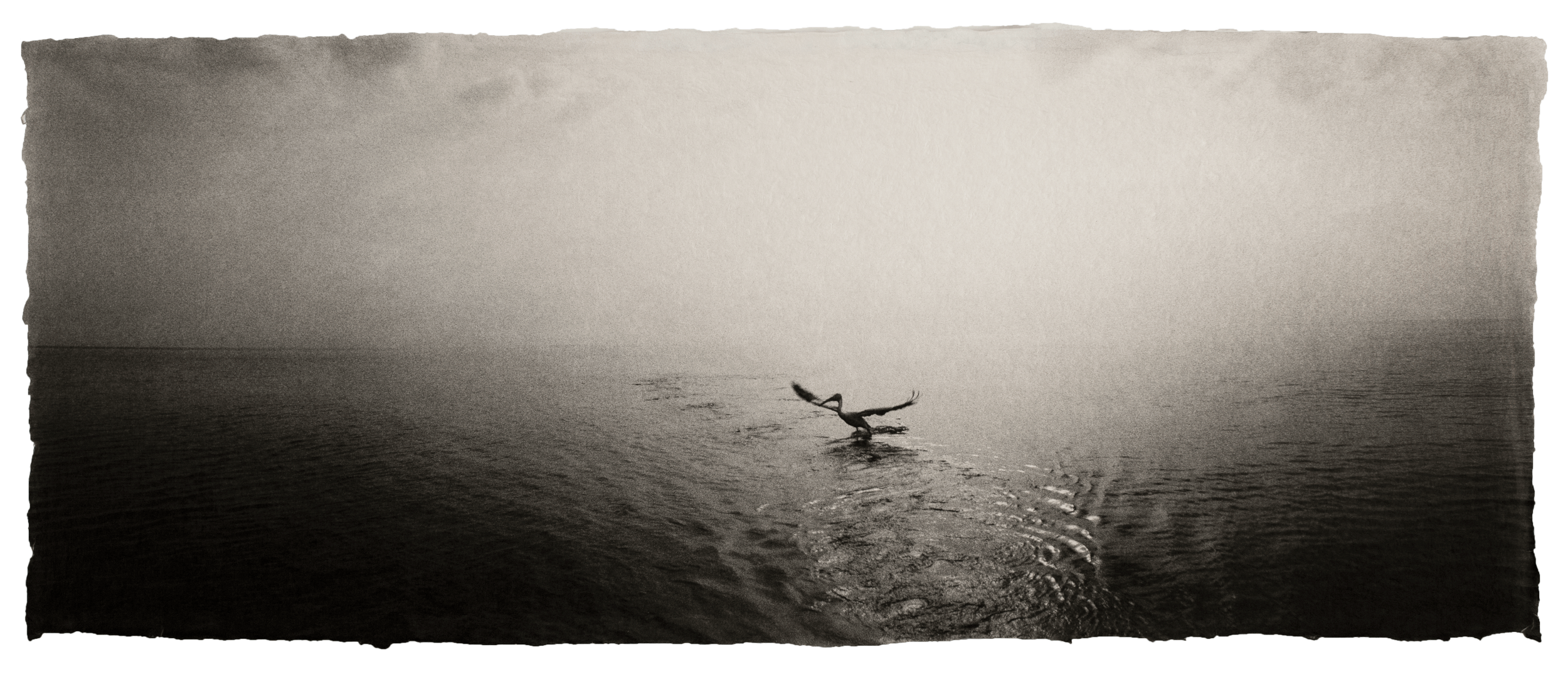  Great white pelican, Tanzania 