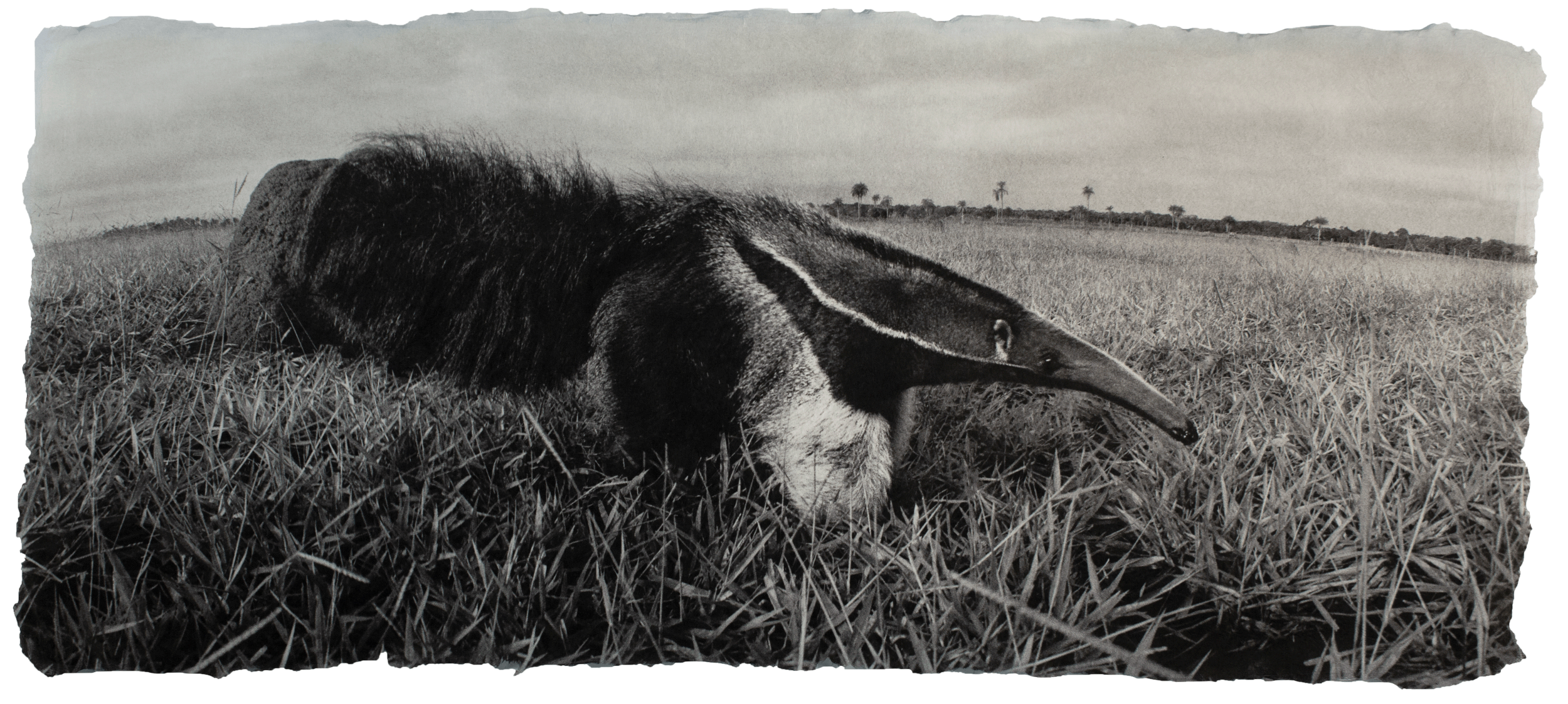  Giant anteater, Brazil 