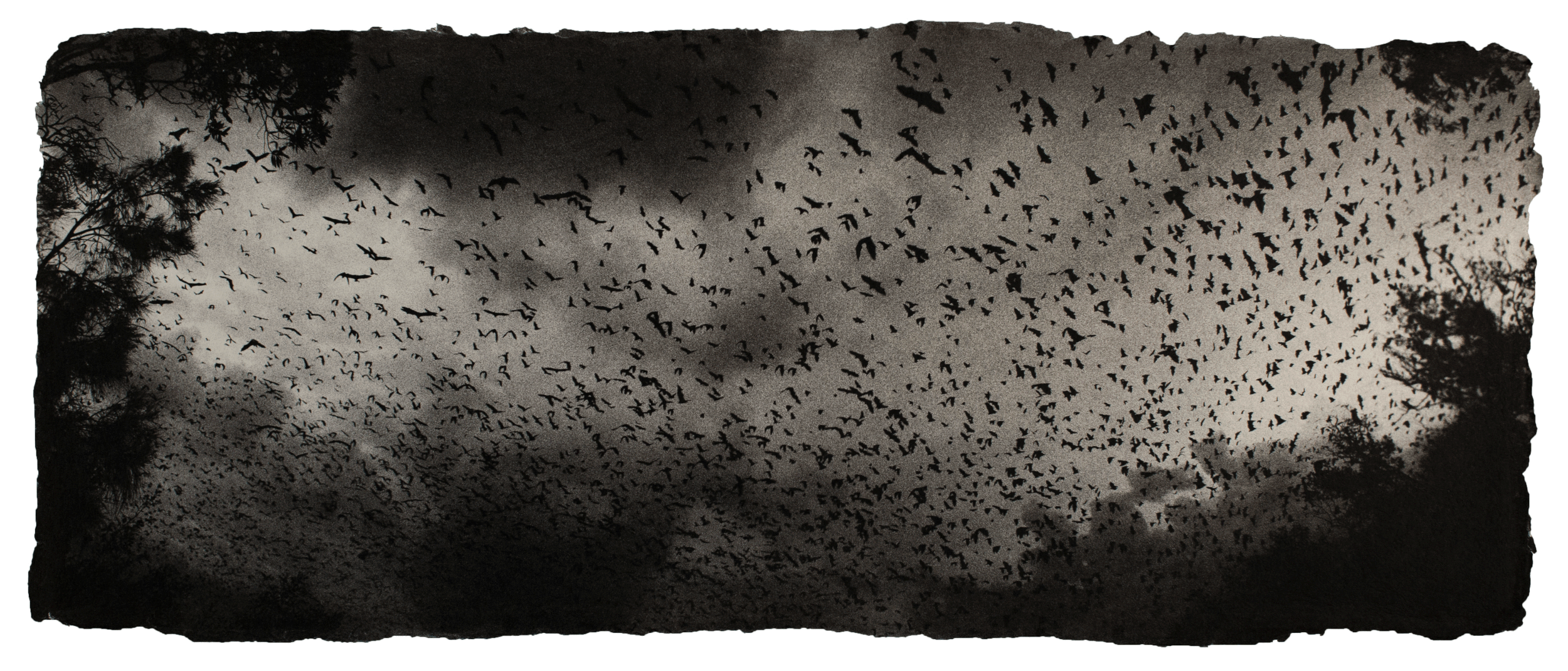 Flying foxes, Australia