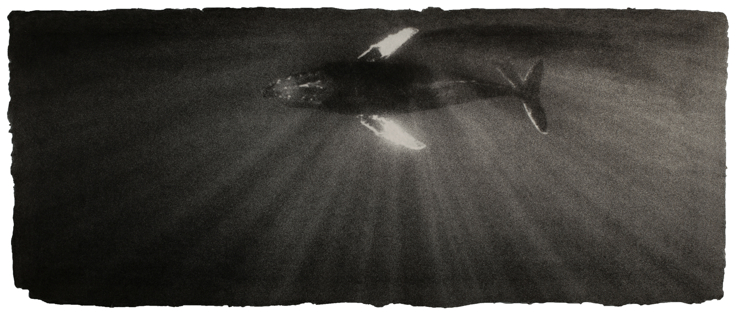 Humpback whale, Hawaii