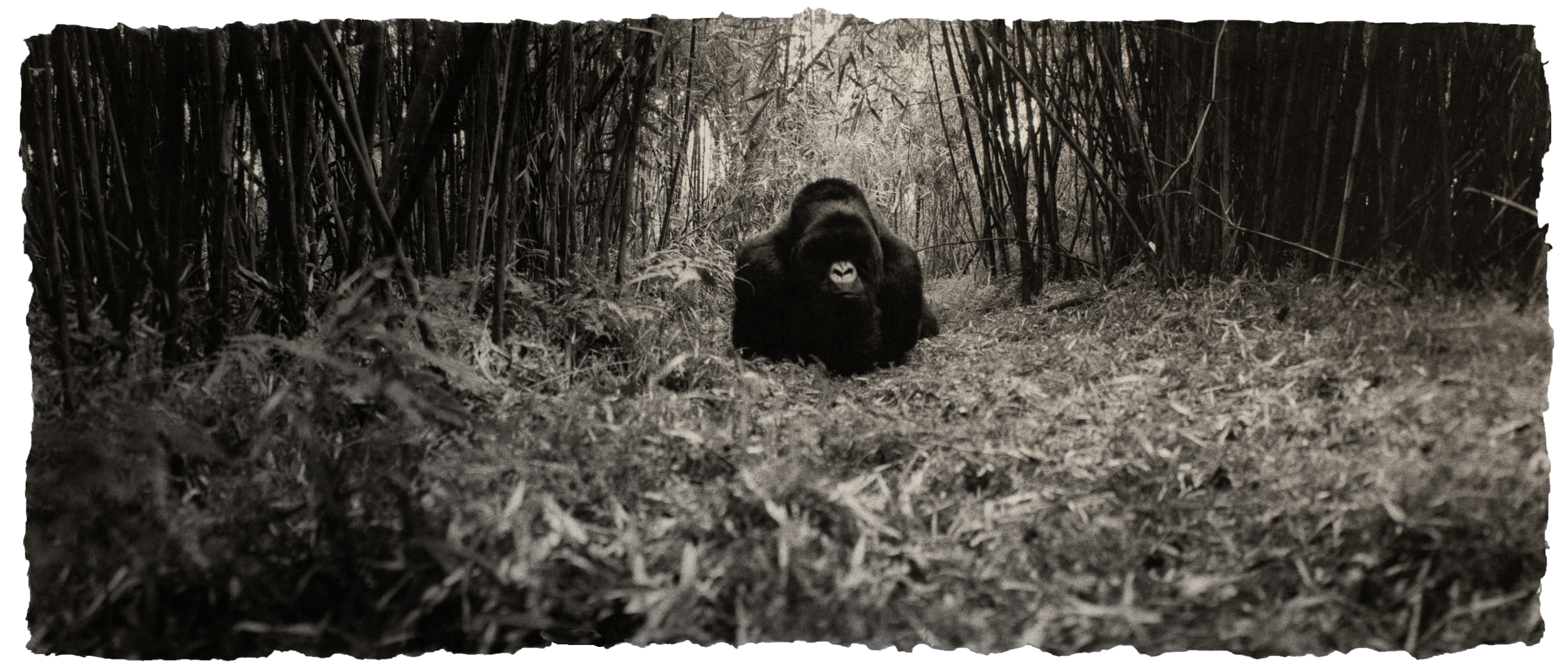  Mountain gorilla, Rwanda 