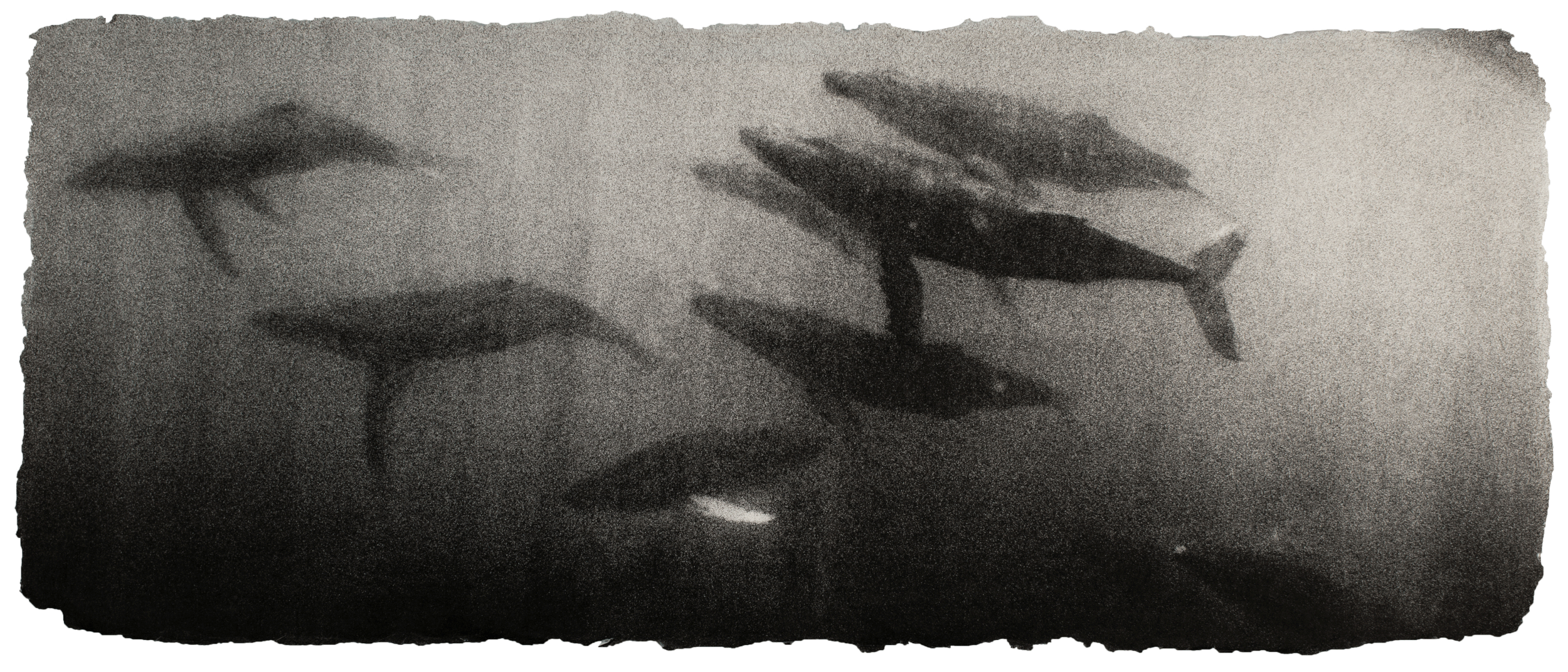 Humpback whale mating group, Hawaii